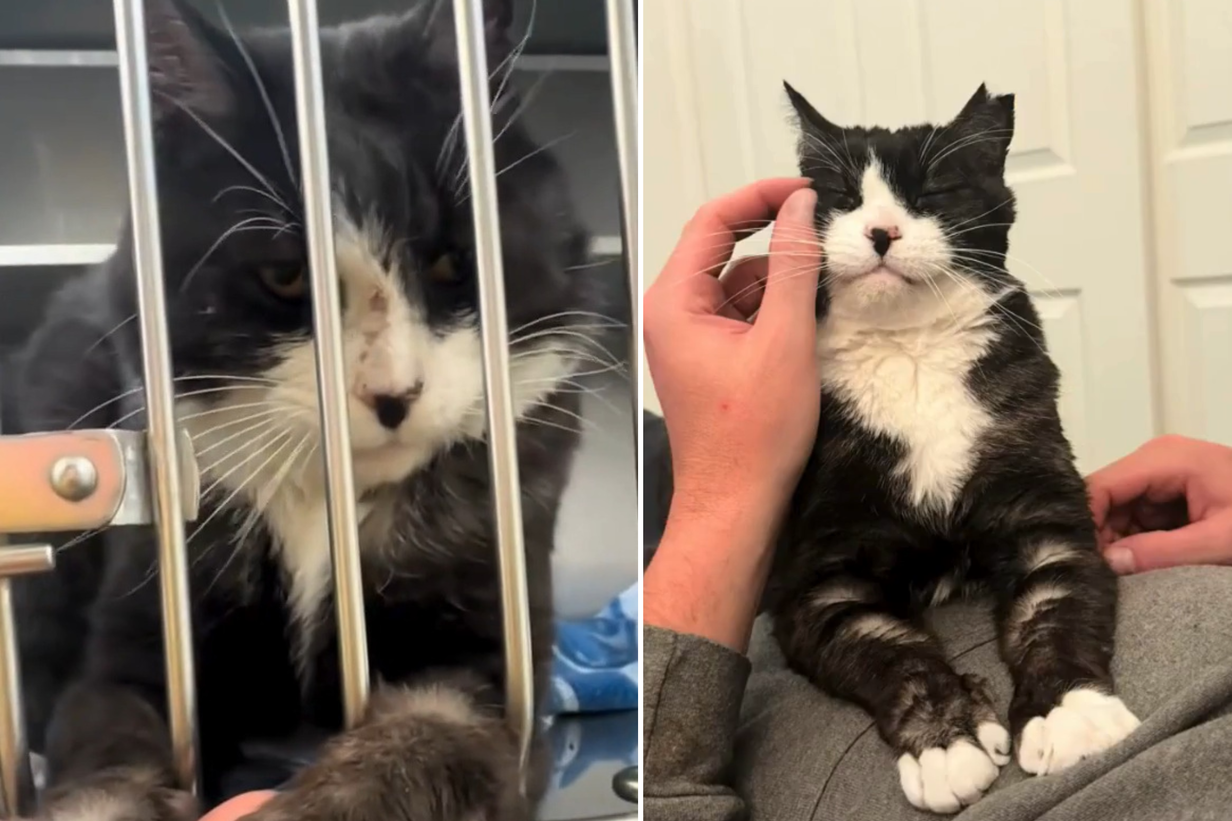 Rescue Cat Found in Dumpster, What Happens One Year Later Melts Hearts