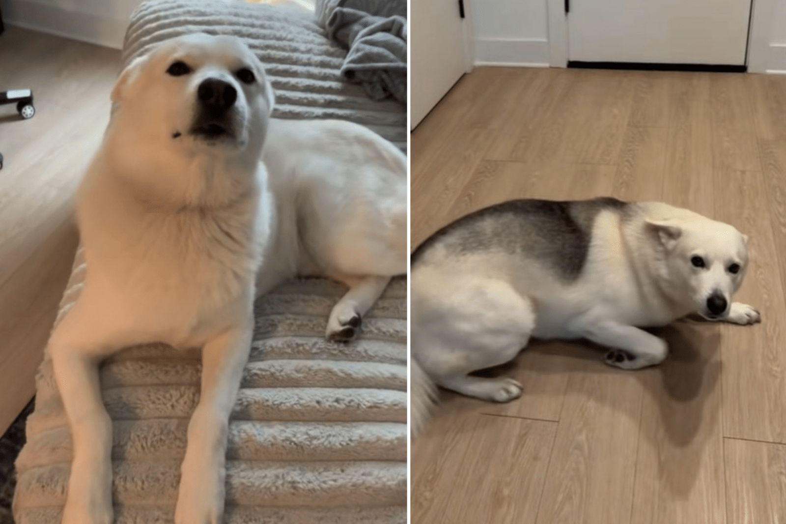 Husky Mix Greets Owner at Door but There's a Problem: 'Acting