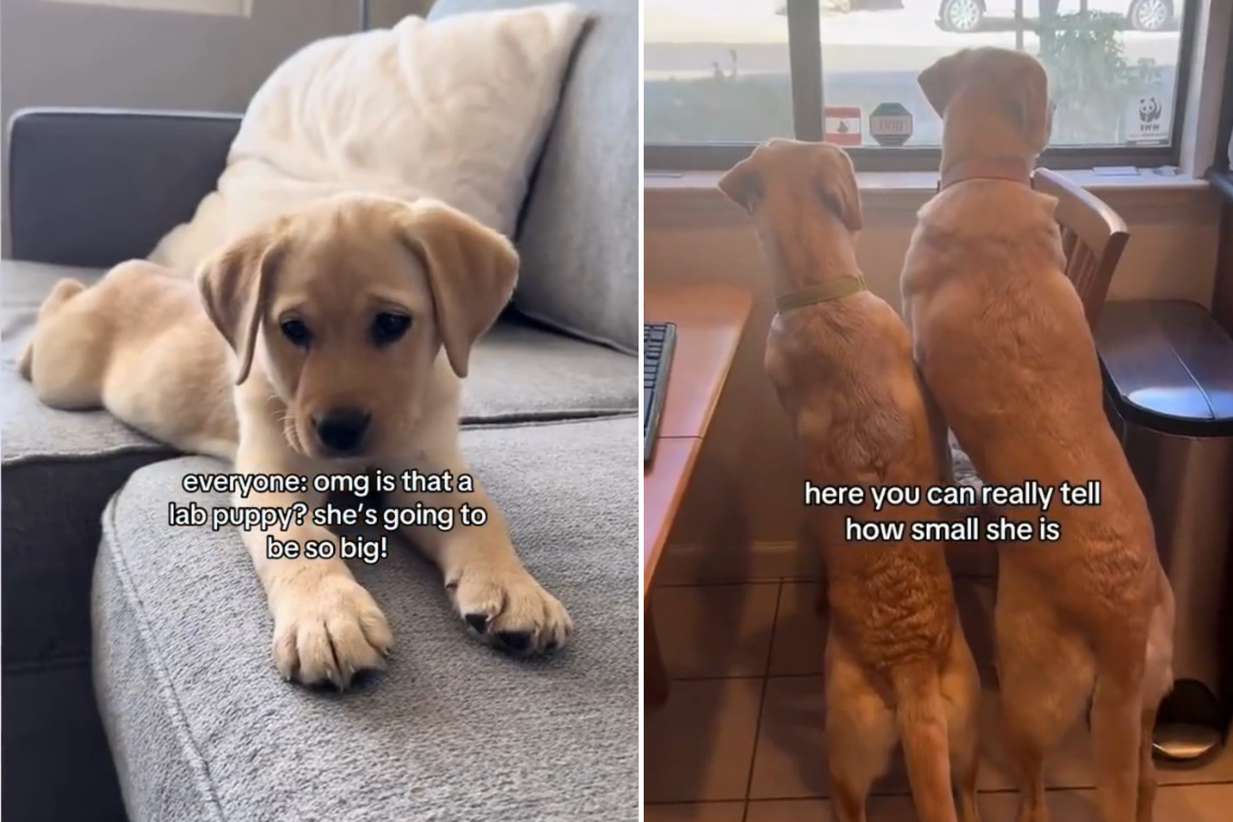 Couple Told Labrador Puppy Will Be ‘So Big,’ What She Grows Into Goes Viral