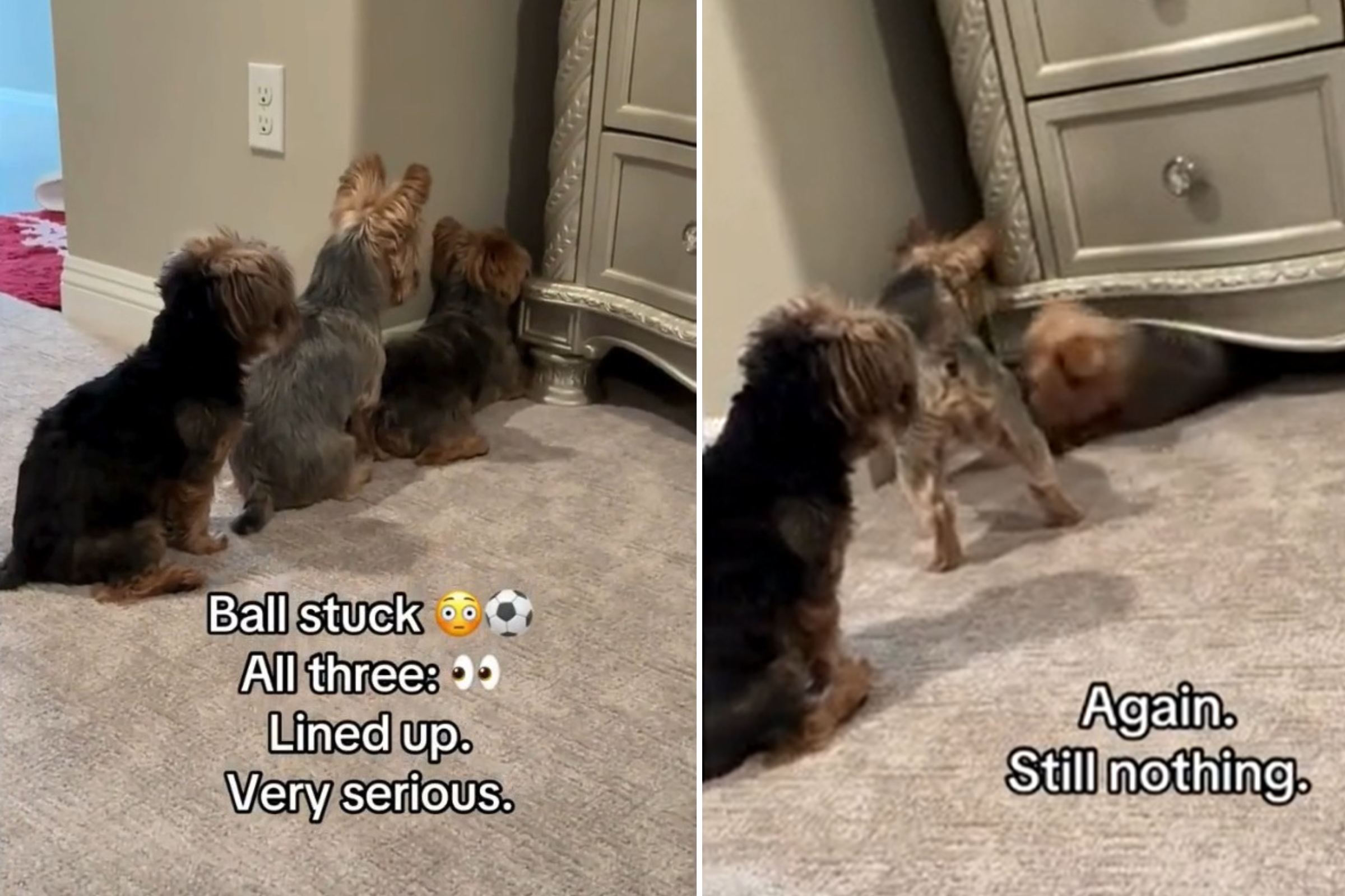 Yorkshire Terrier Trio Launch ‘Very Serious’ Mission to Retrieve Toy