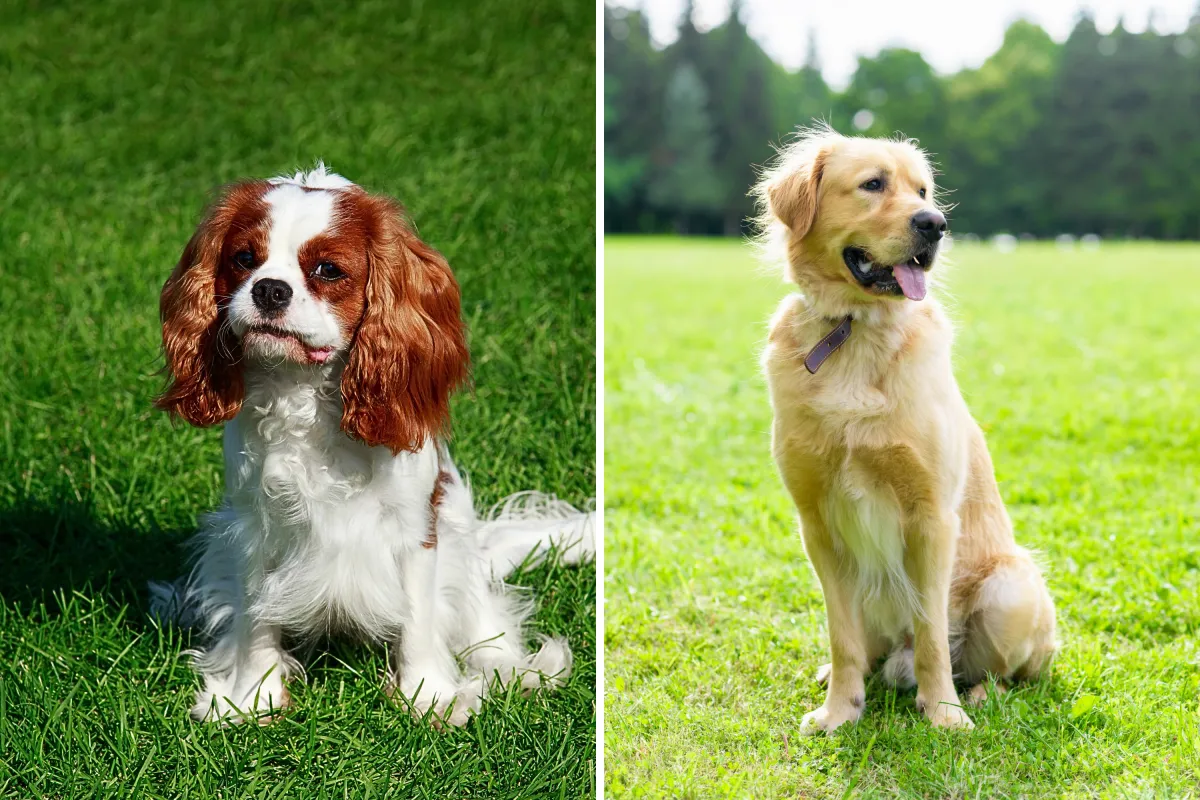 Golden Retriever and Cavalier Have Puppies, No One Ready for ‘Mini ...