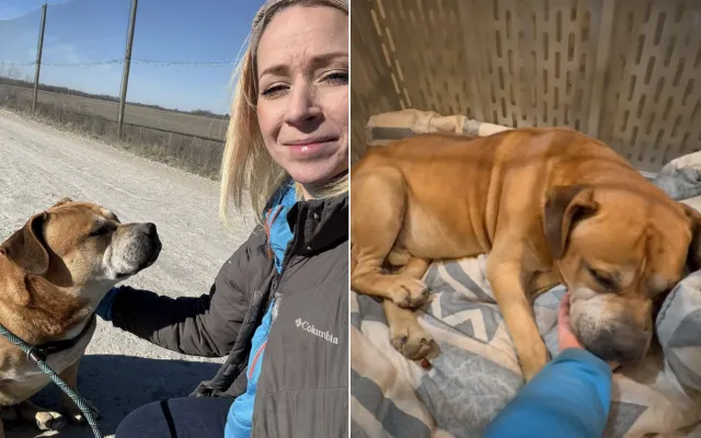 Um cachorro vadio que foi resgatado.