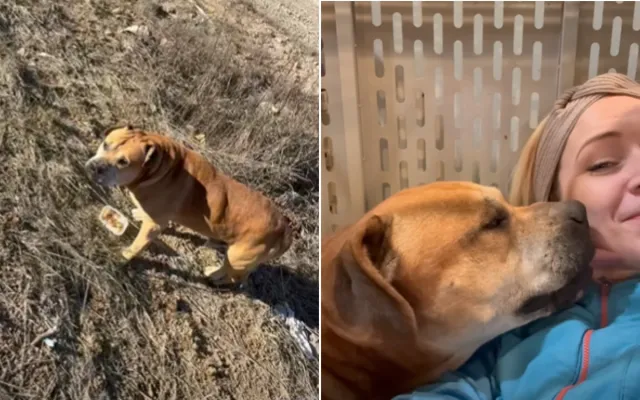 DeSoto viveu como um vira-lata por dois anos.