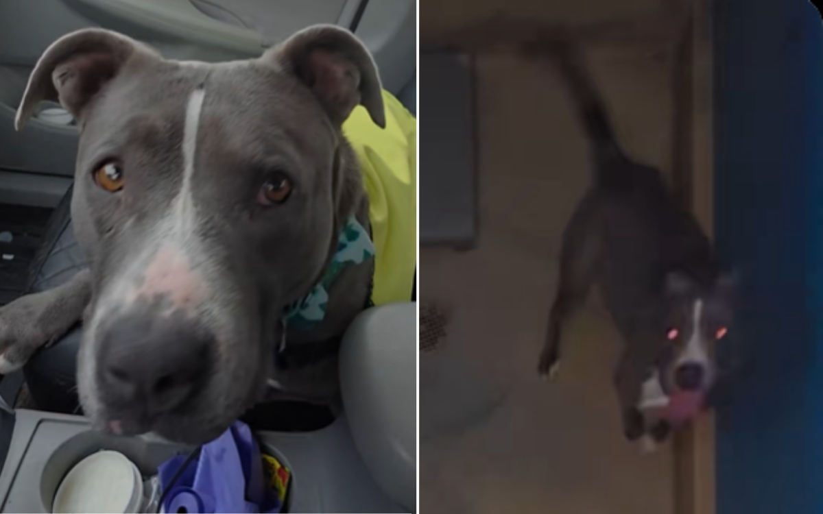 Mom and Dad Dog Dumped in Park With Puppies—but More Heartbreak Was To Come