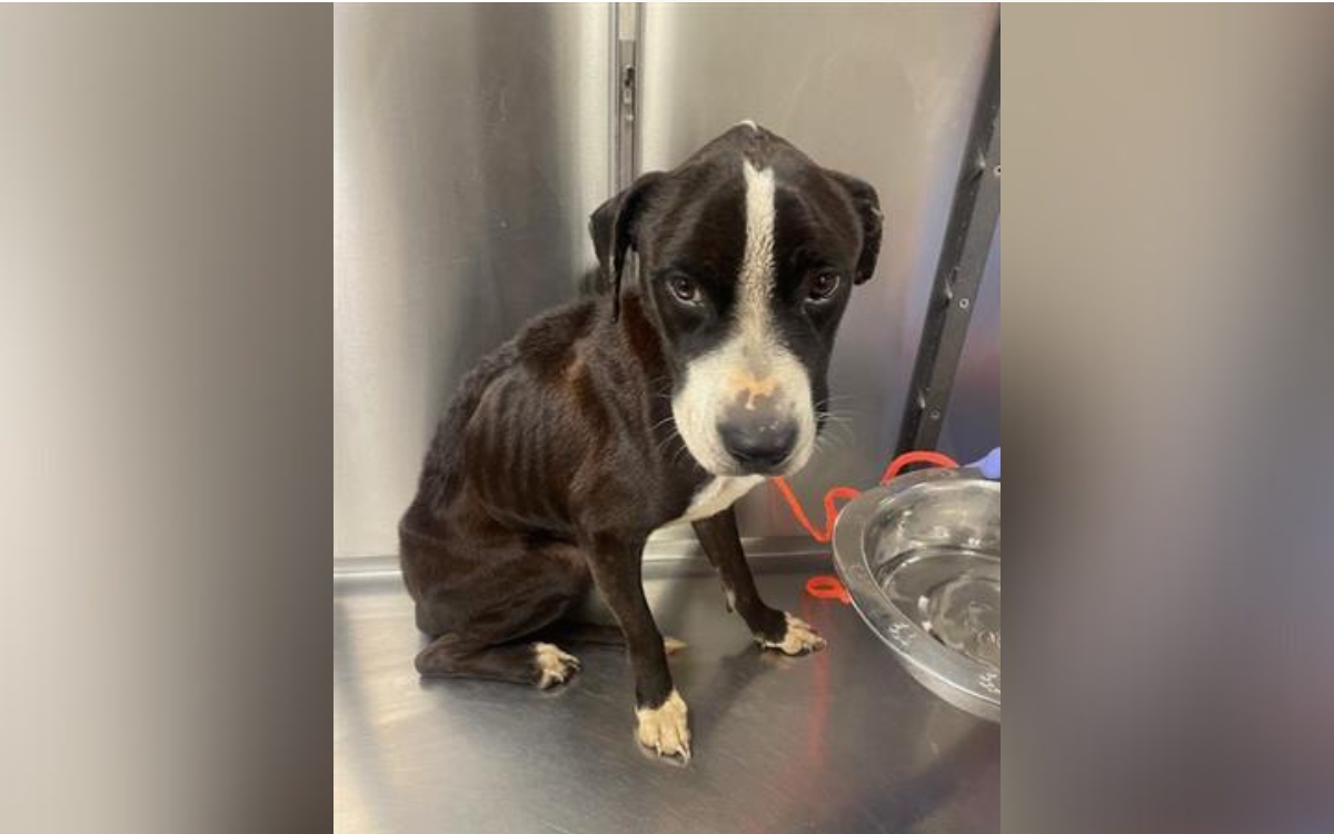 Starving Dog Arrived at Shelter Full of Fear—3 Years on He’s Unrecognizable