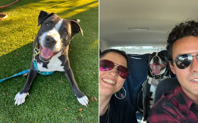 Draco is a dog transformed.