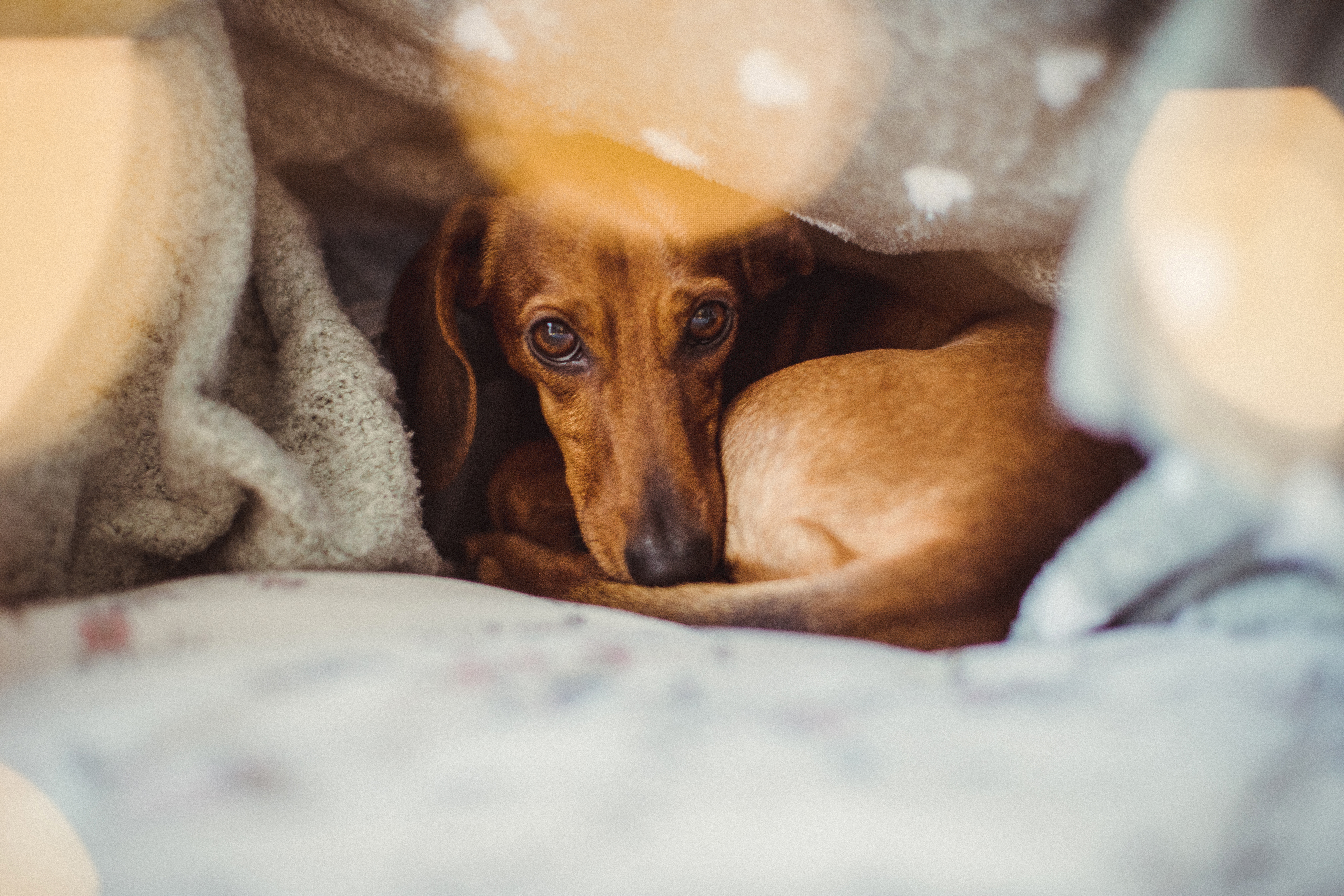 What Mini Dachshund Puppy Does at 6PM Each Night Melts Hearts: ‘Adorable'