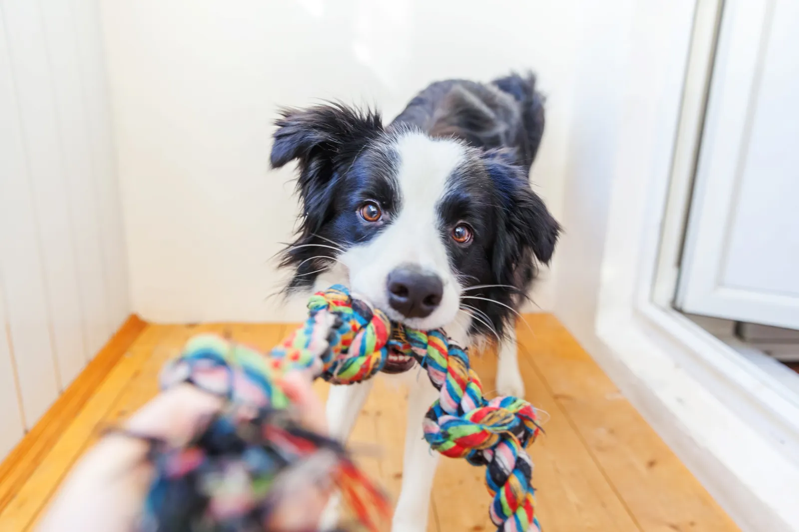 Border collie playing with rope