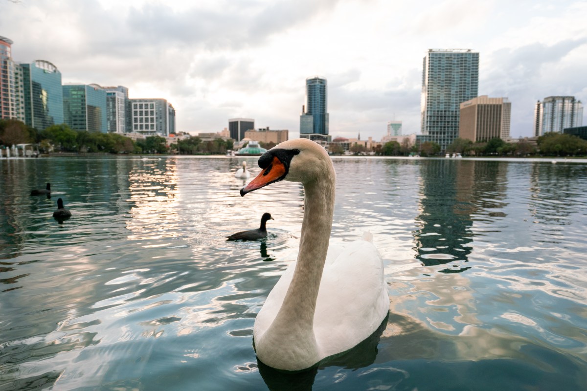 Mass Swan Death in Florida Sparks Cover-up Claims