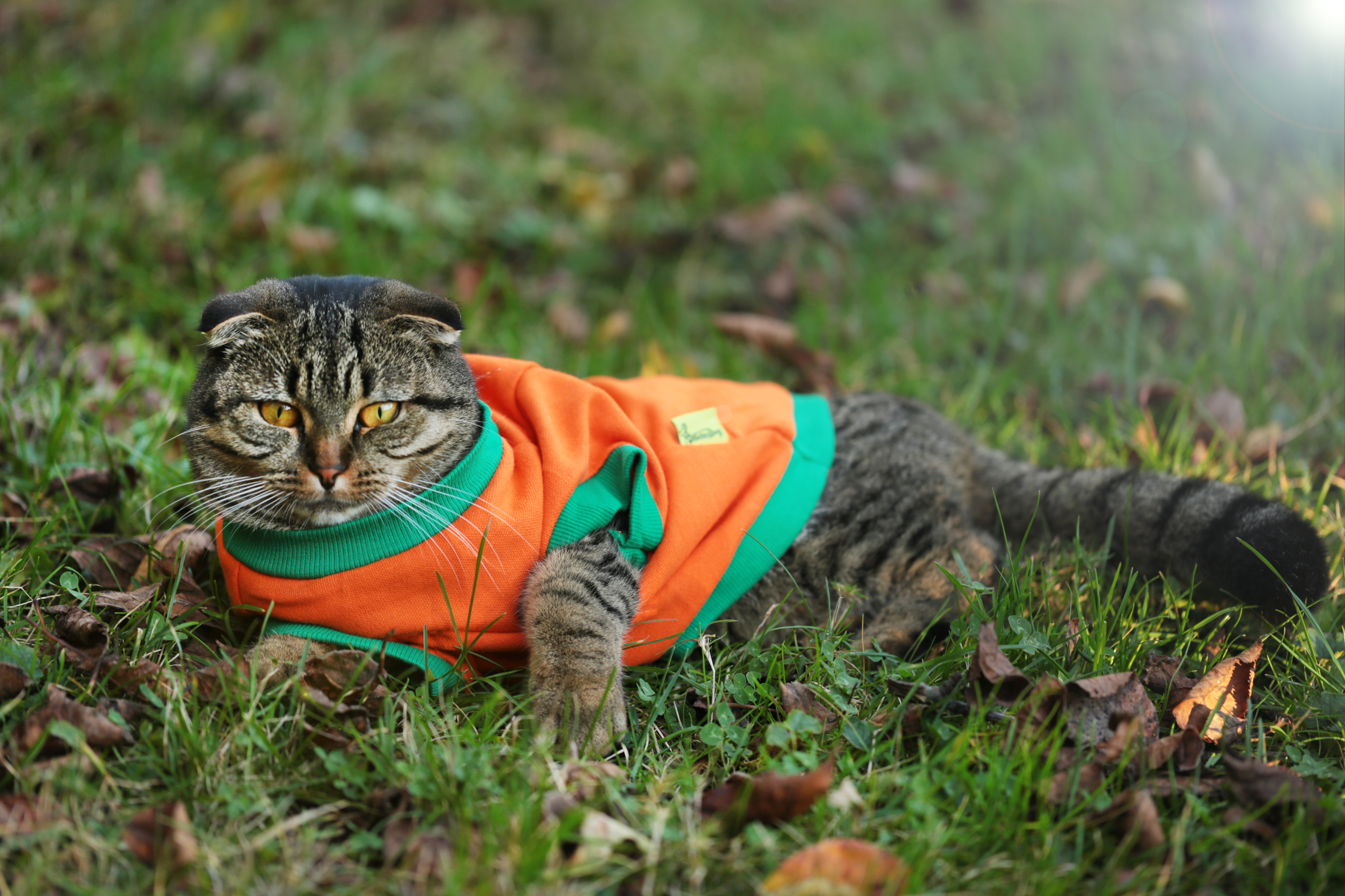 Woman Gets Cat New Sweater, Not Prepared for How He Acts When in Public