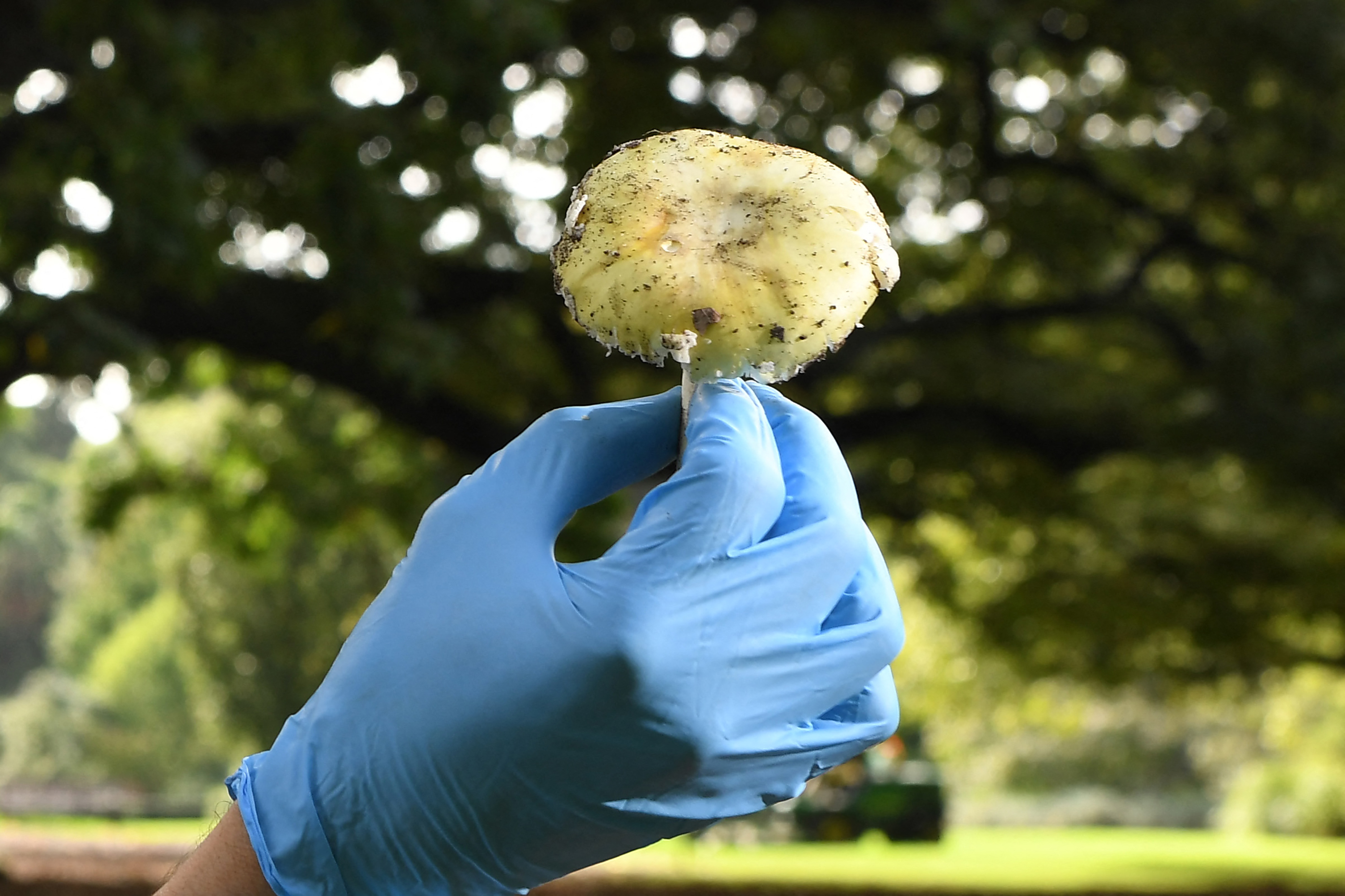 Officials Warn Mushroom Foragers After Death in California