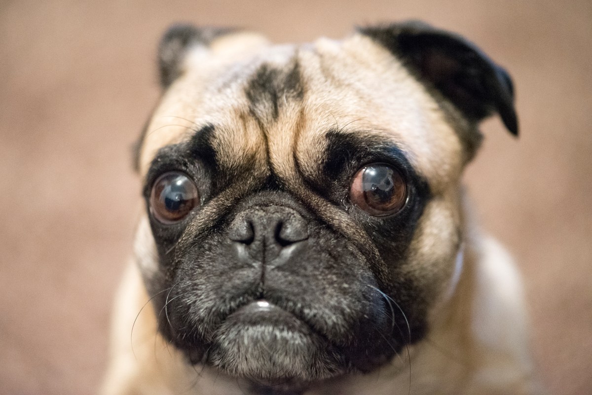 ¿Tu sentimiento de felicidad hace que tu perro parezca triste? ¿Tu sentimiento de felicidad hace que tu perro parezca triste?