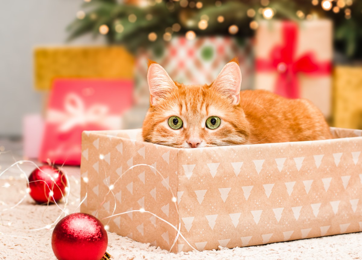 Hombres mugy esposa anticipada Navidad, magnífico como regalo comenzado