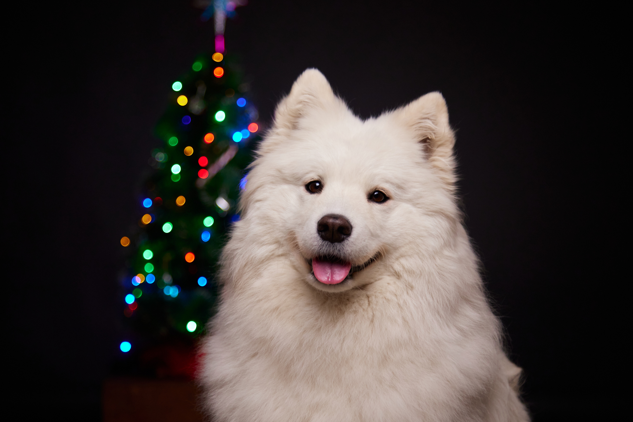 Child-Free Dog Owner Not Prepared as Parents Announce New Gift Policy