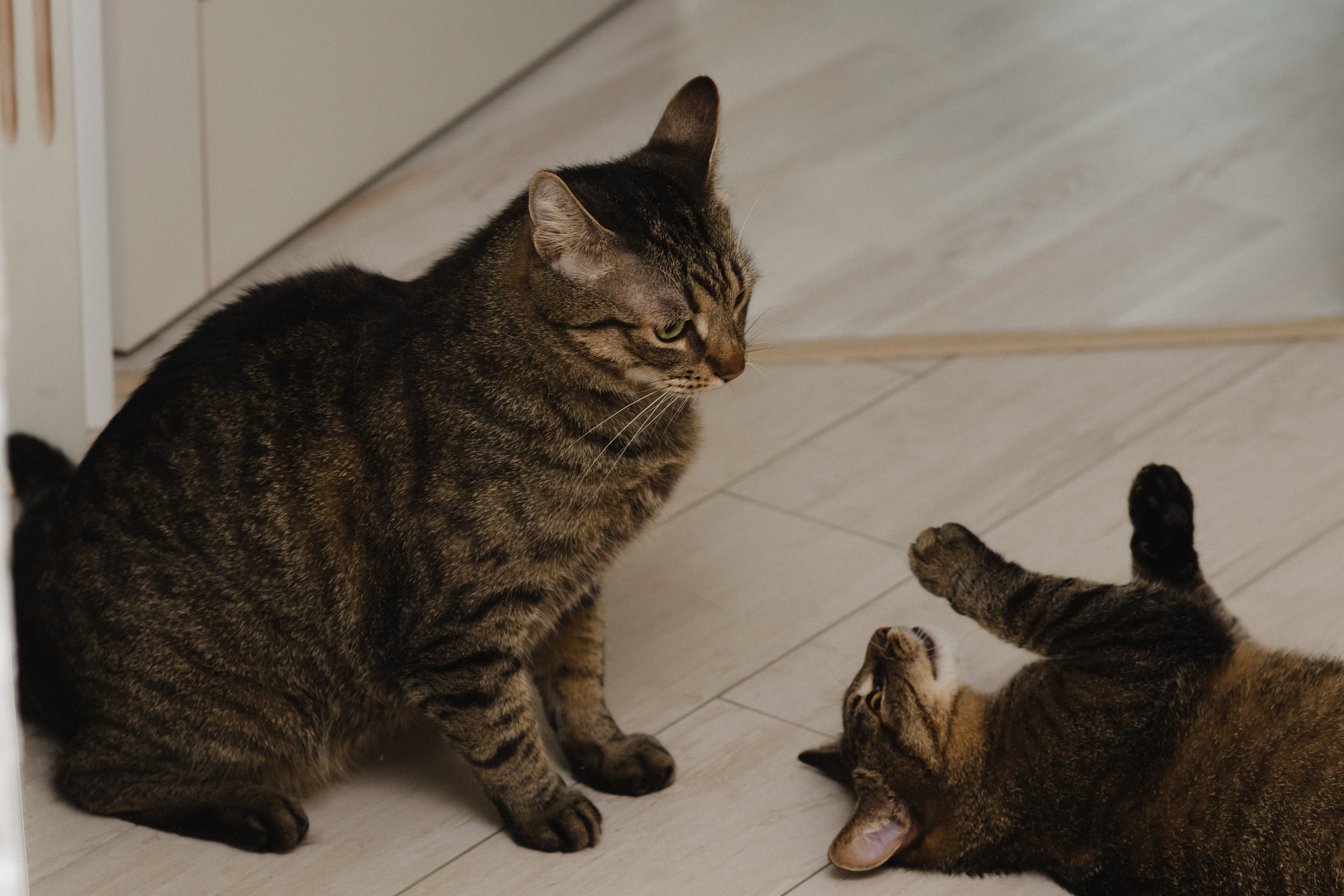 Woman’s First Cat Is So ‘Perfect’ She Gets a Second—Backfires Spectacularly