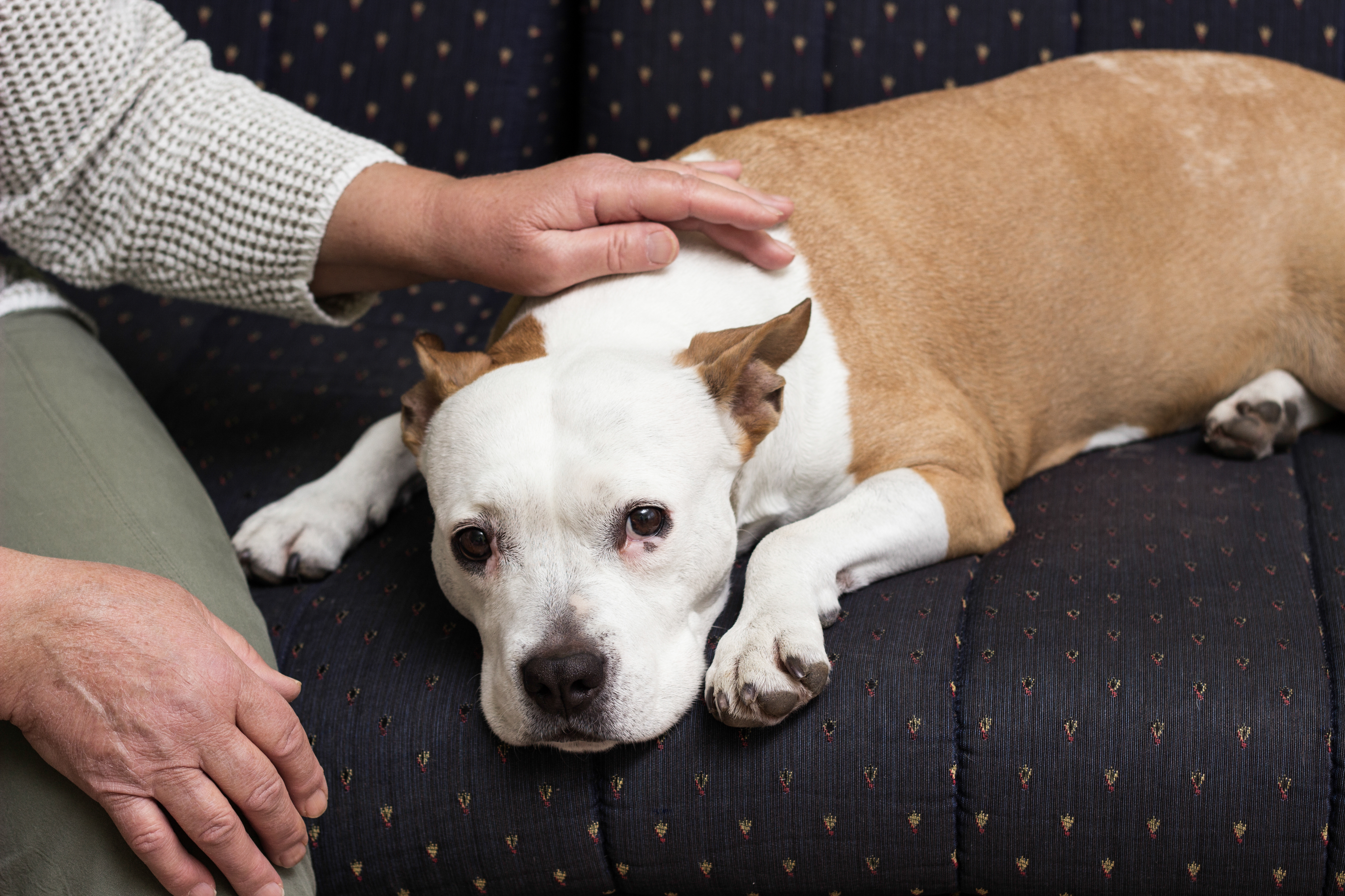 Woman Never Saw Her Rescue Dog As Puppy—What She Sees Instead Goes Viral
