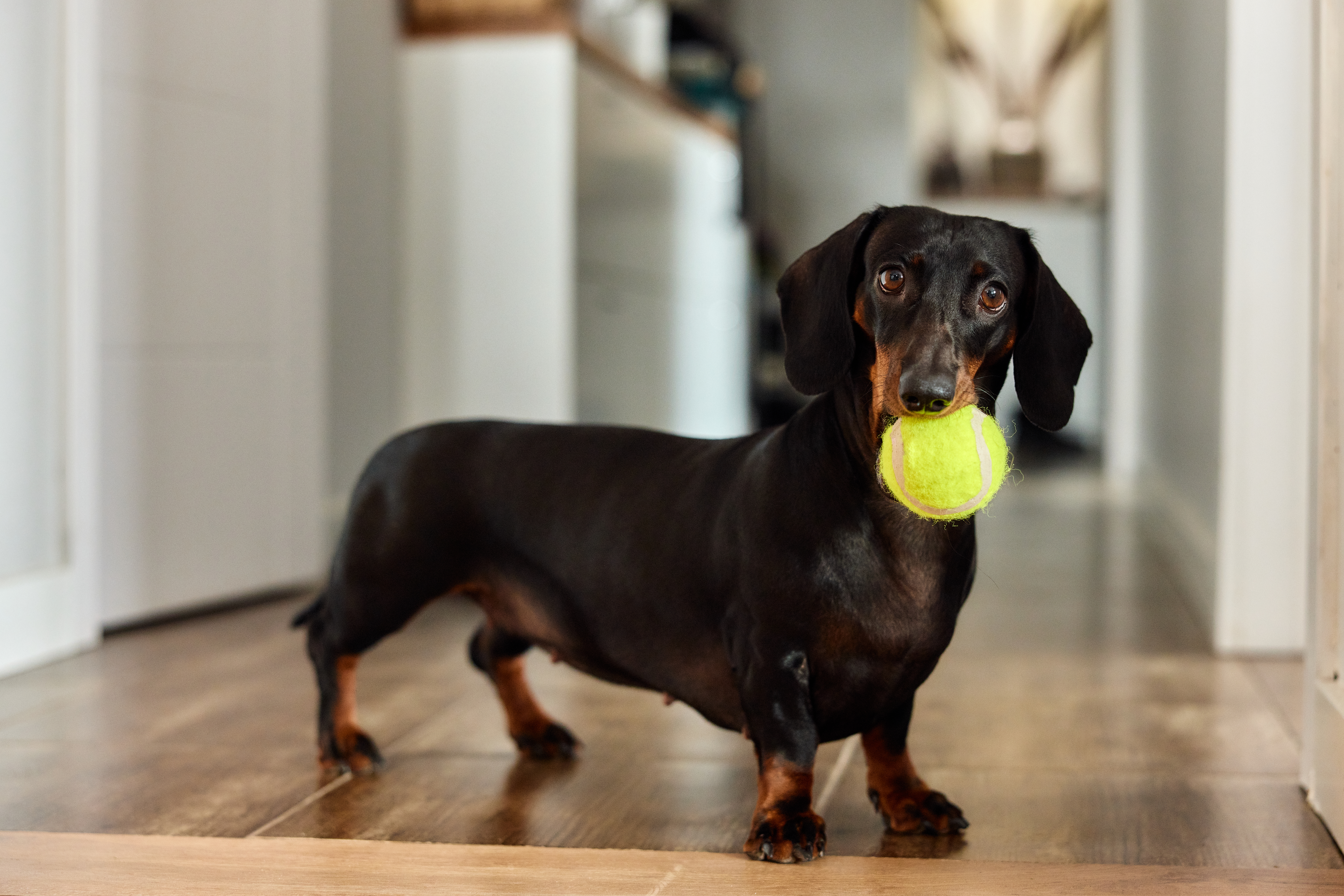 Dachshund’s ‘Breed-Appropriate Enrichment’ Has Internet in Stitches