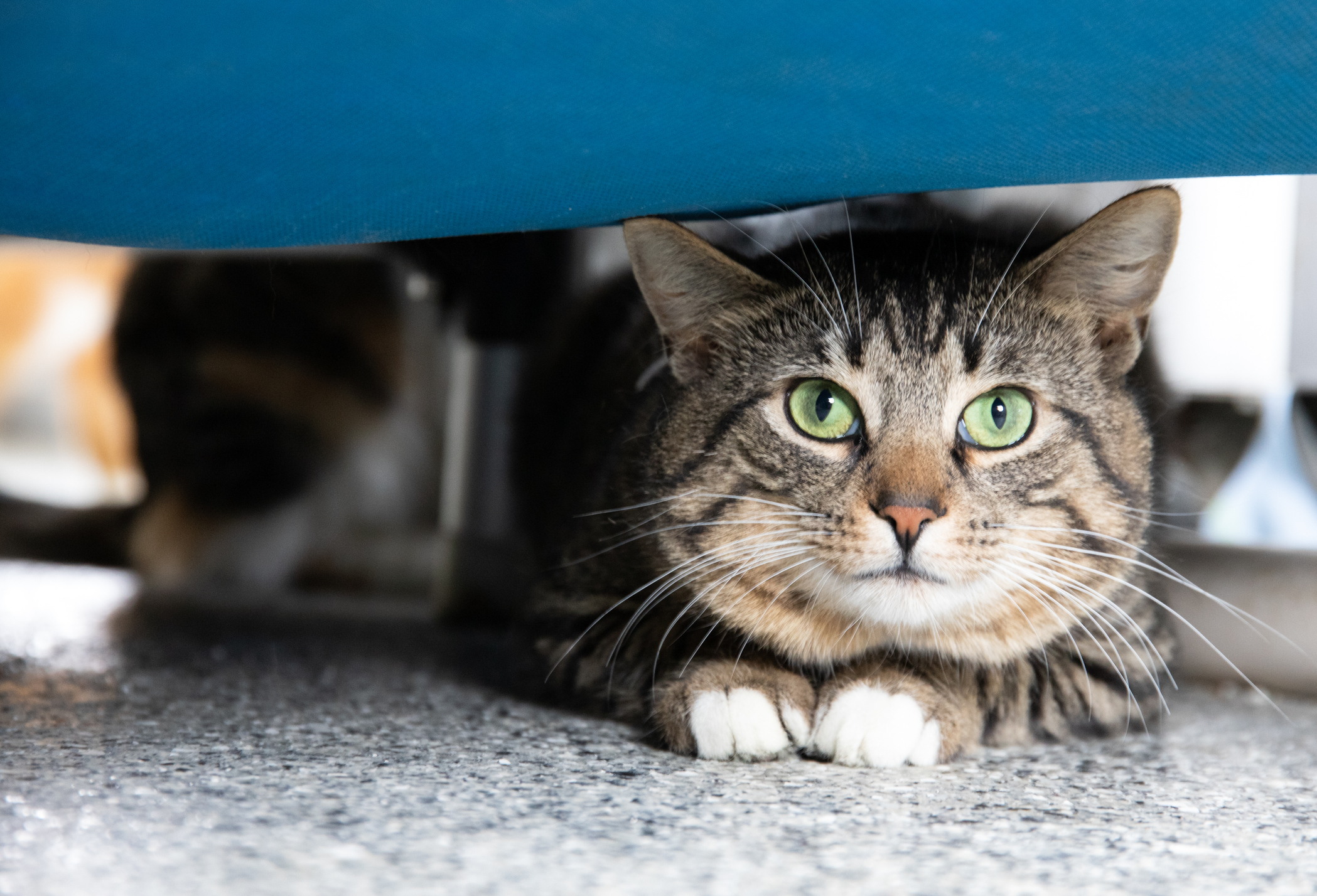 Owner Reveals Life of Feral Cat, Internet Obsessed With Sleeping Arrangement