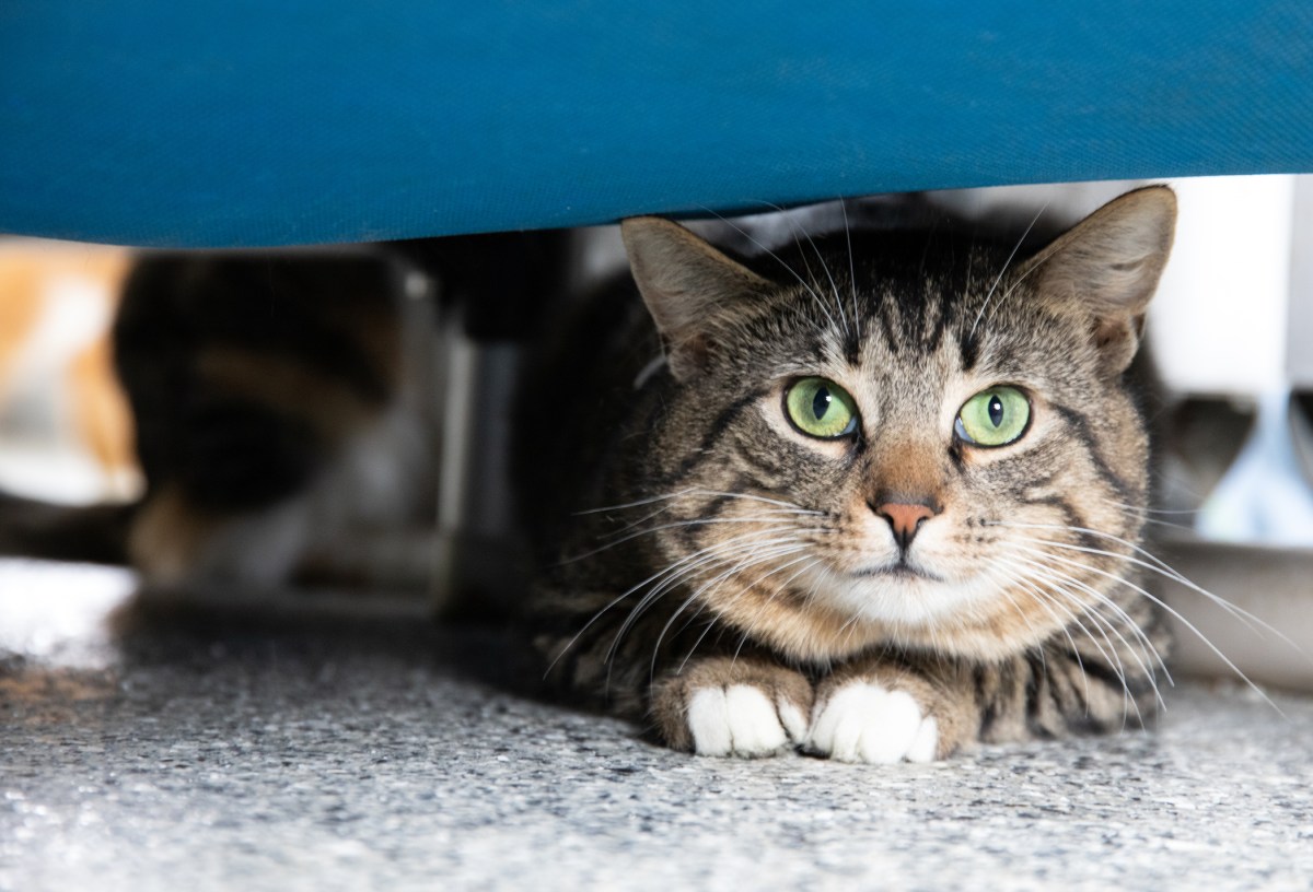 Owner Reveals Life of Feral Cat, Internet Obsessed With Sleeping Arrangement