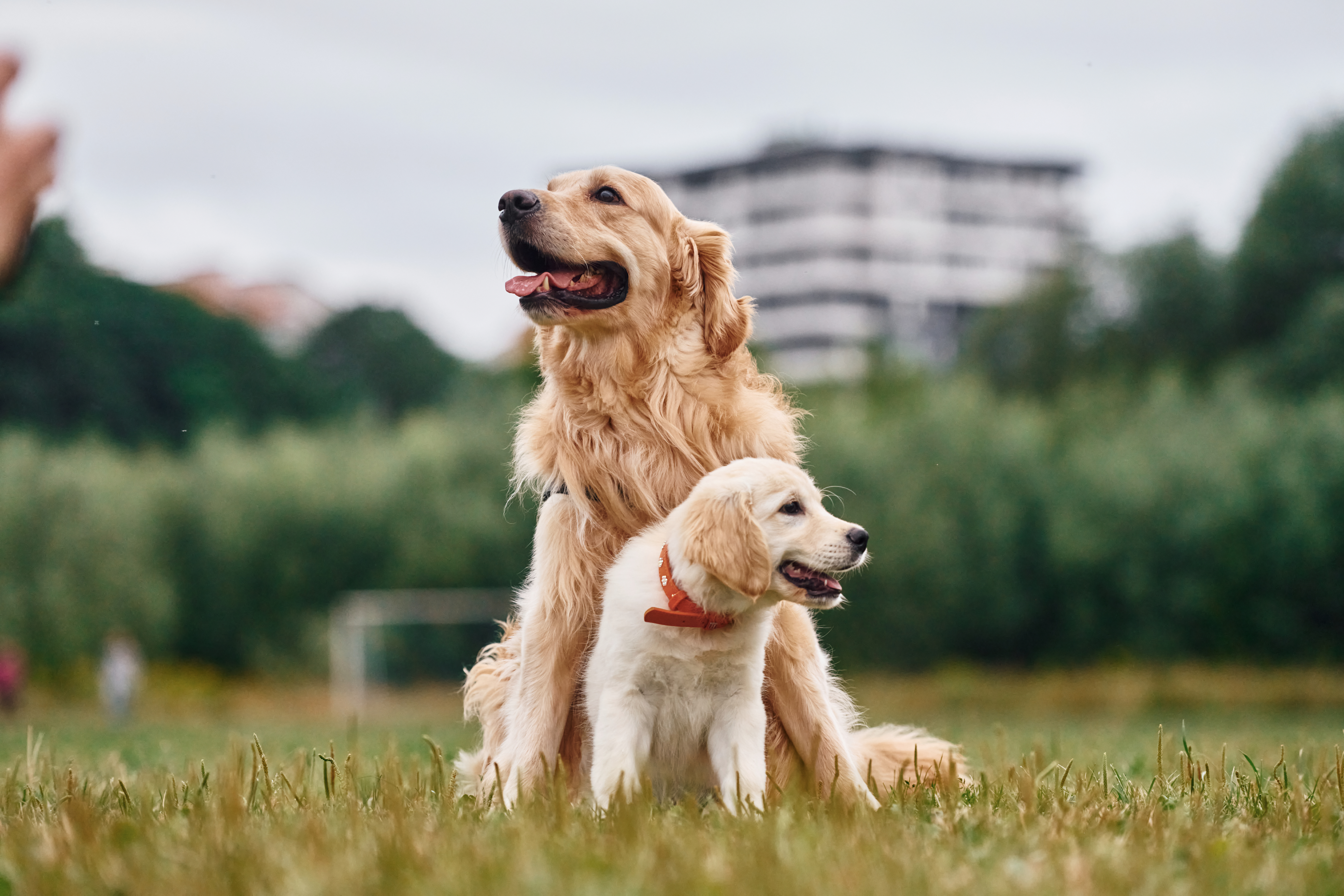 Golden Retriever Meets New Puppy, Viewers Are Obsessed With Response