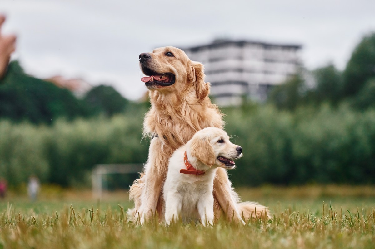 Golden Retriever Meets New Puppy, Viewers Are Obsessed With Response