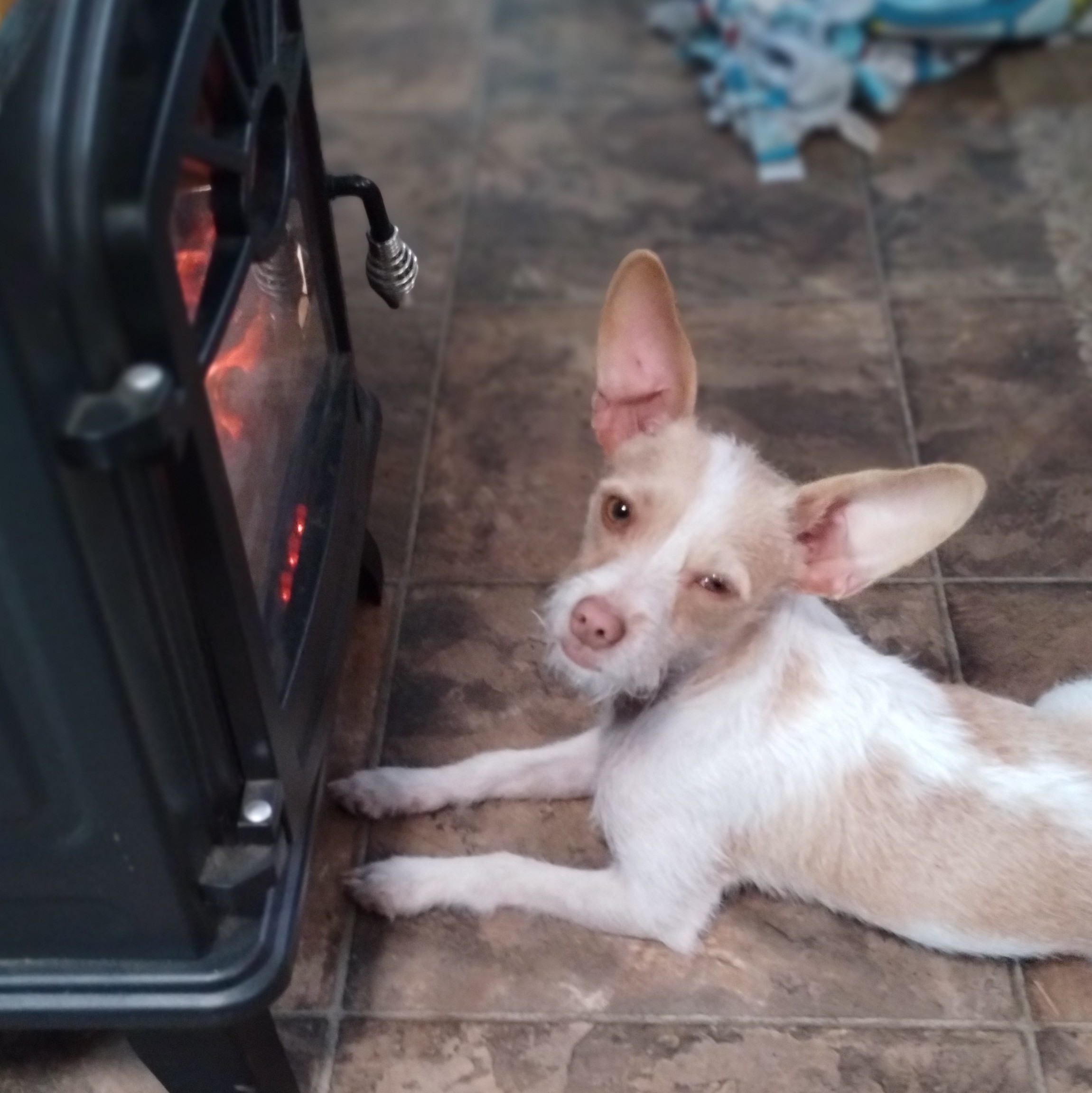 Chihuahua Mix Keeps Tapping Fireplace, Reason Leaves Internet in Hysterics