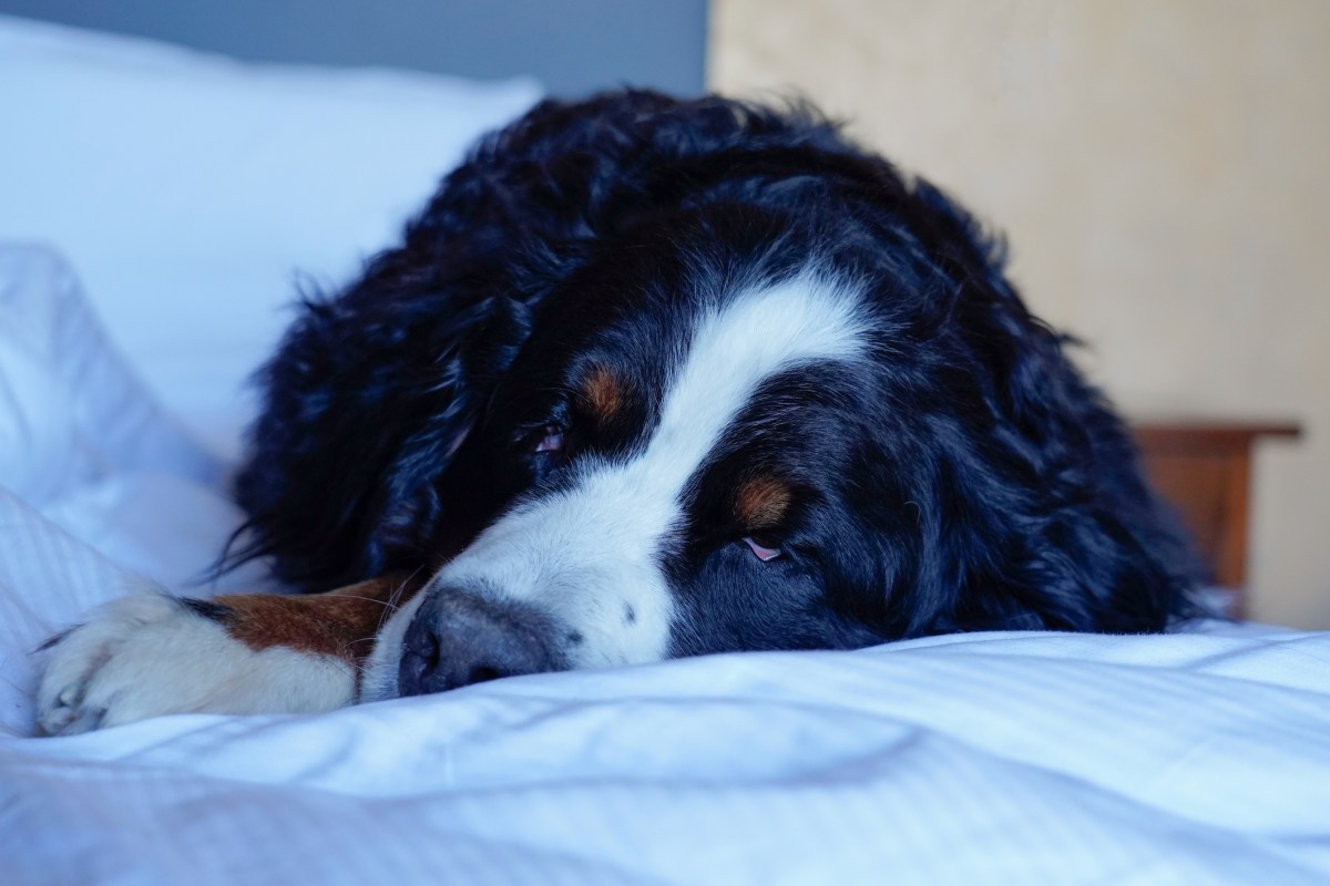 Woman Checks Bernese Mountain Dog&rsquo;s Fur, Sees Something Moving With a Tail