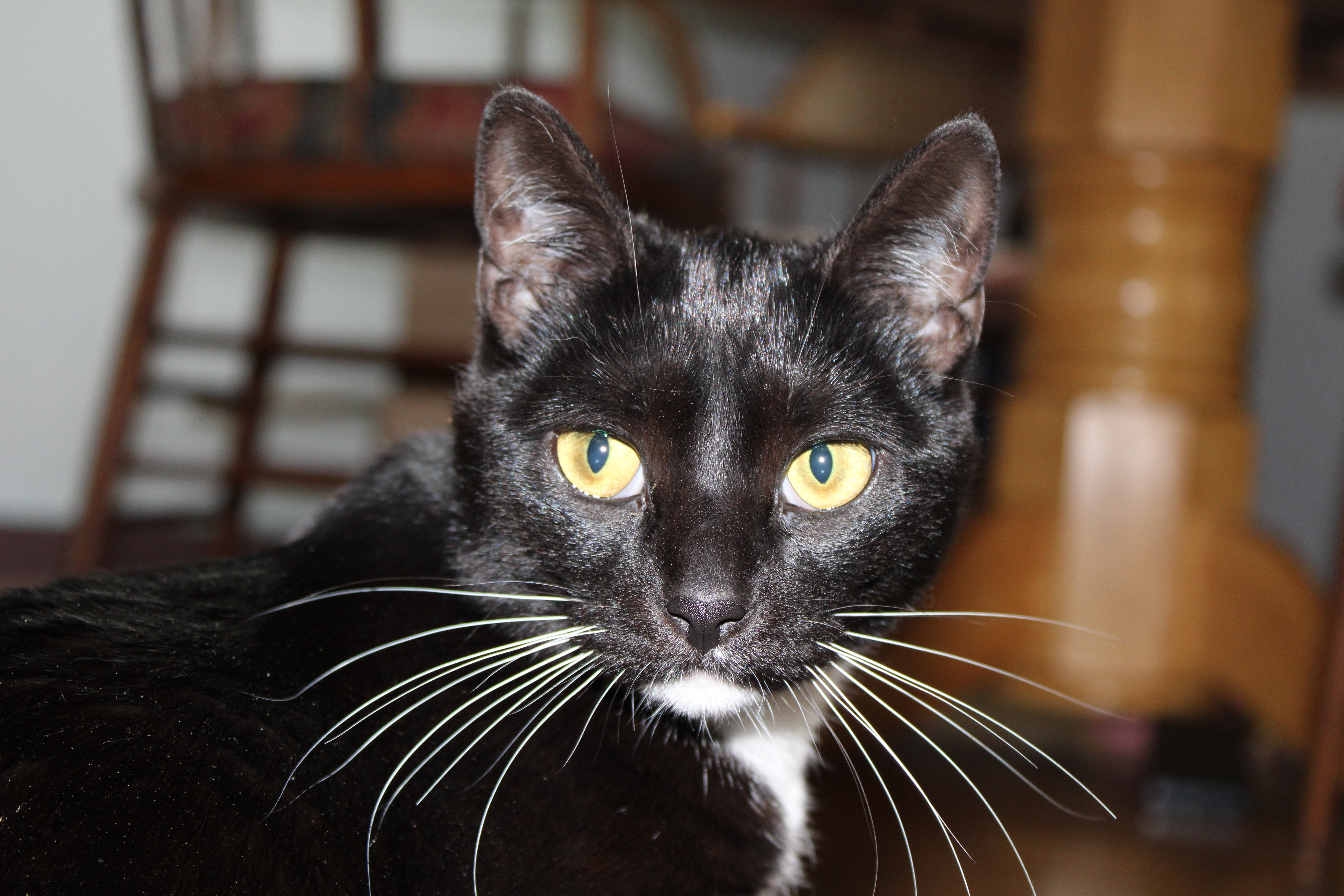 Great Dane Owner Buys Home—Unprepared for 'Matching Set' That Comes With It