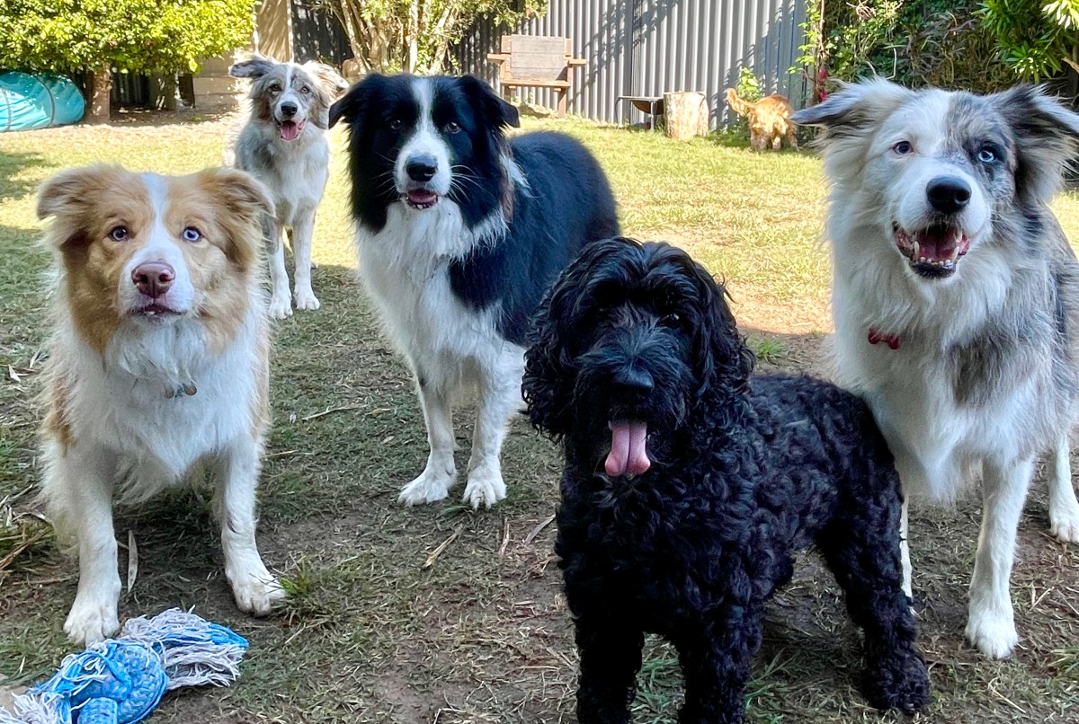 Laughs and Lessons: The Most Memorable Doggy Daycare Moments of 2025