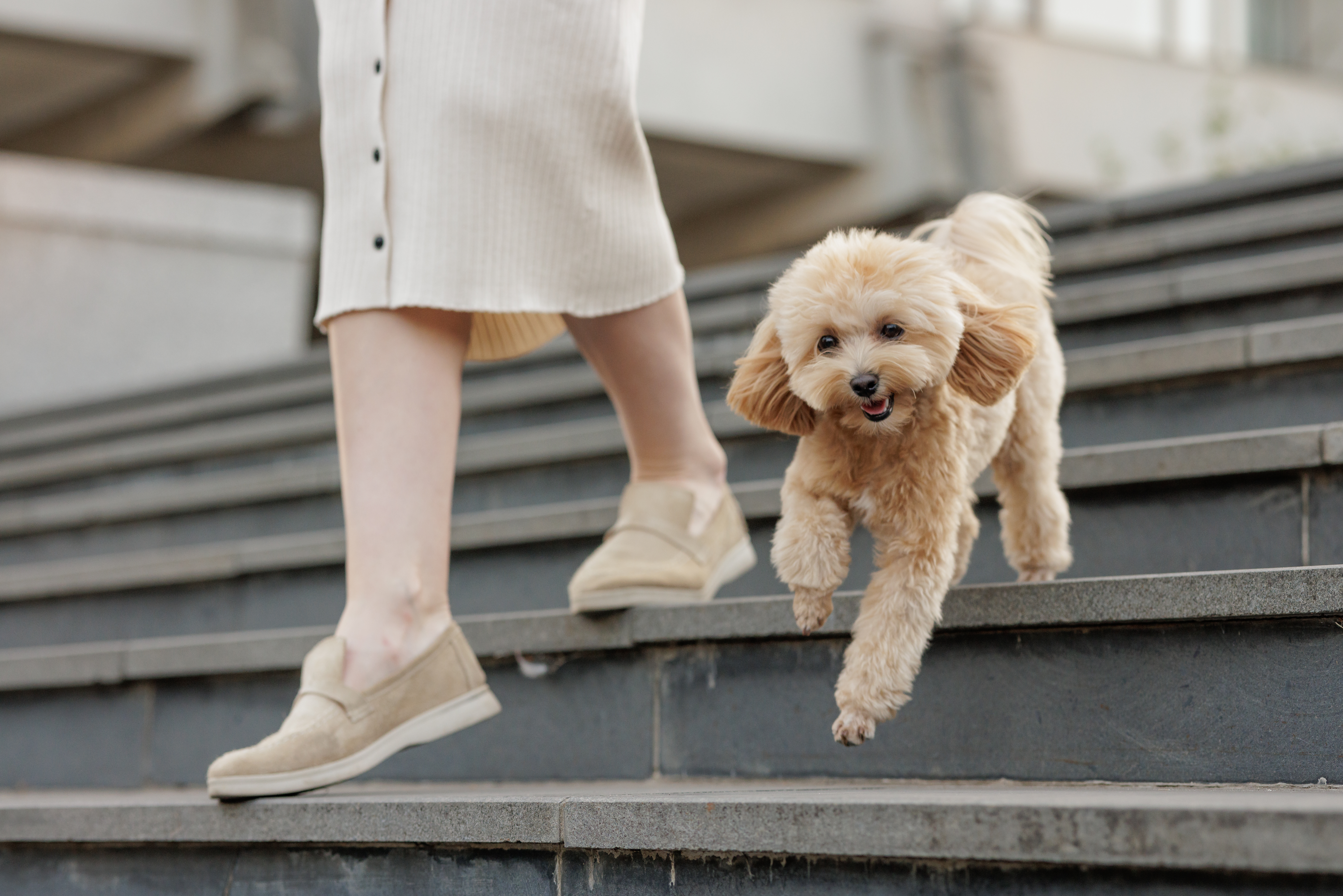 Tiny Toy Poodle Puppy’s Boot Comes Off on Snowy Walk—Has Relatable Reaction