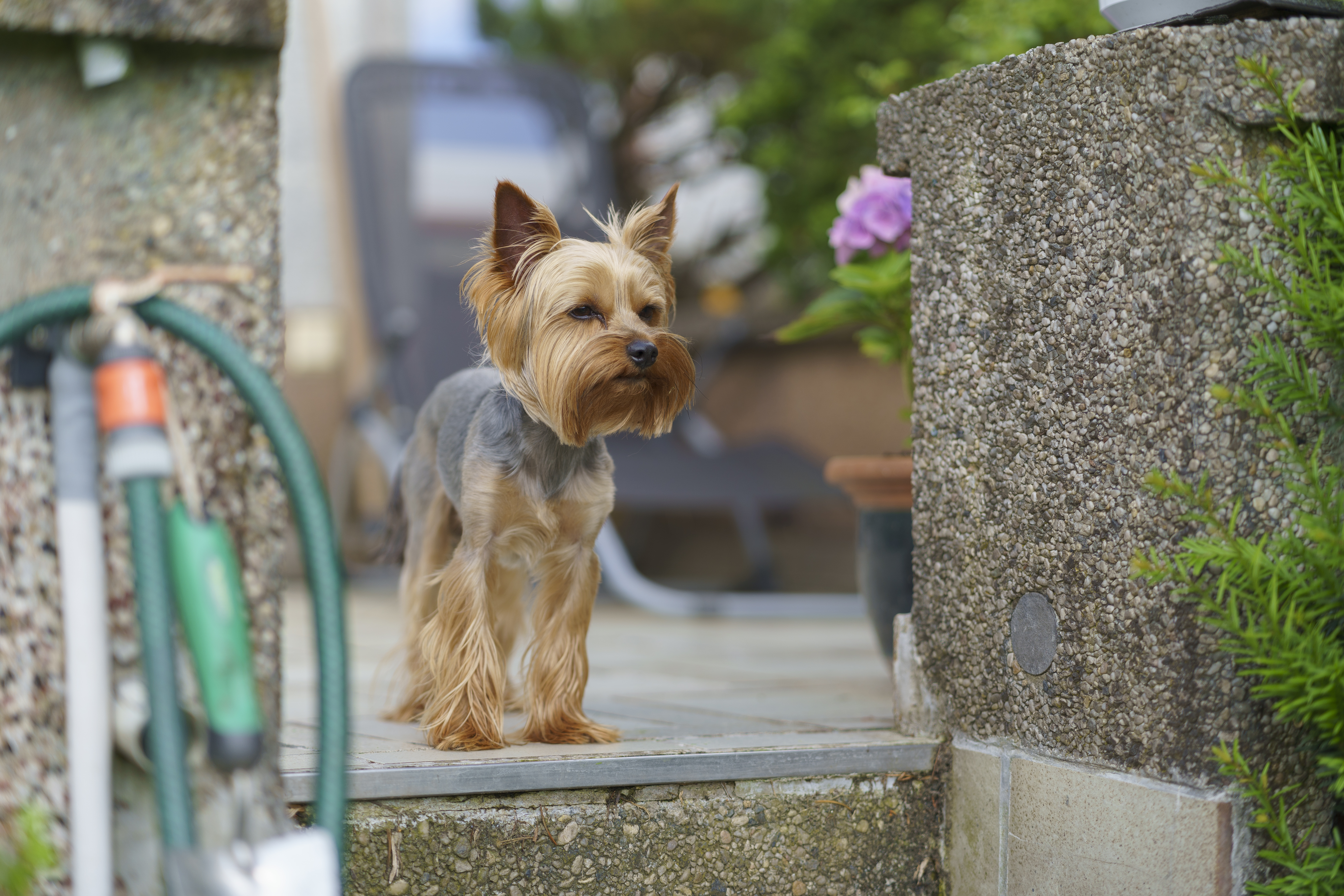 Senior Dog Gets ‘Swept Out’ of Front Yard by Wind, CCTV Footage Goes Viral