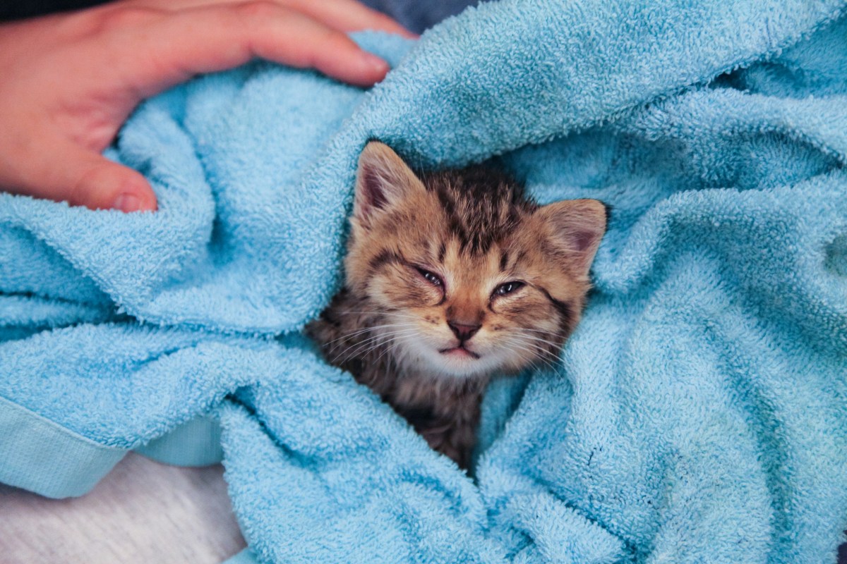 Man Finds Shivering Kitten at Gas Station, What He Does Next Melts Hearts Man Finds Shivering Kitten at Gas Station, What He Does Next Melts Hearts