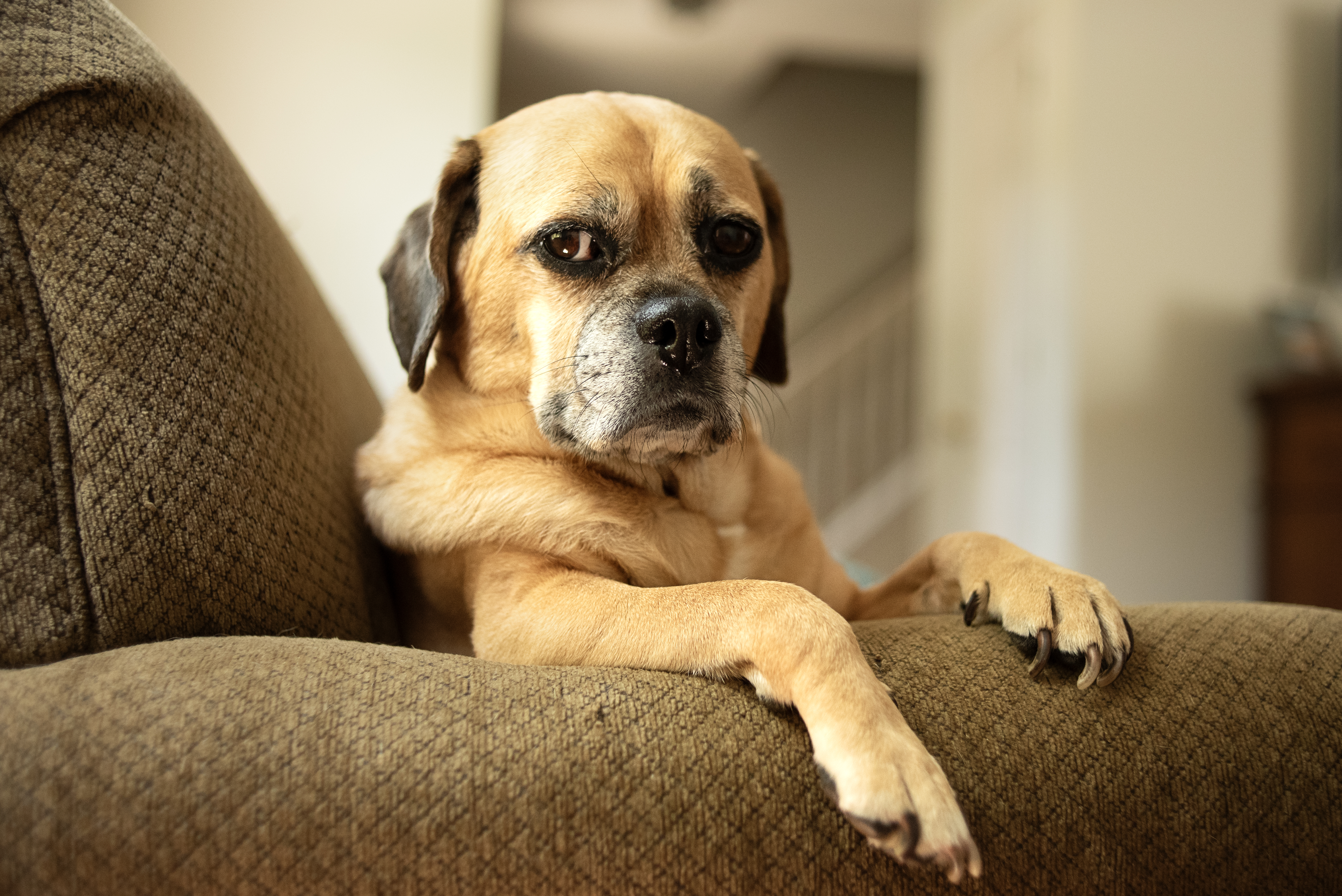 Animal Behaviorist Reveals Top 4 Signs Your Dog Wants Guests To Leave