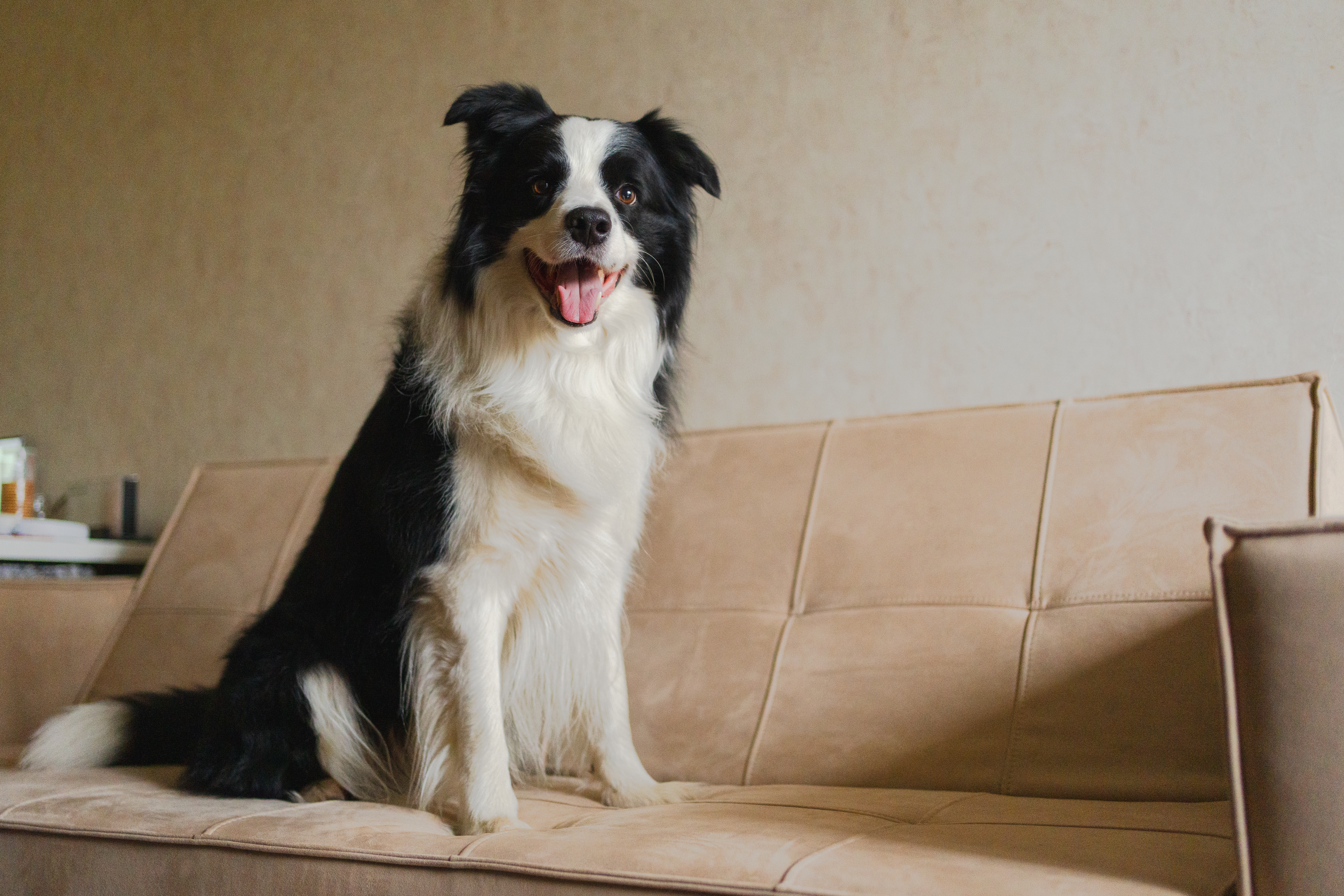 Border Collie Watches ‘Stranger Things’ With Owner, Then Hears Her Name