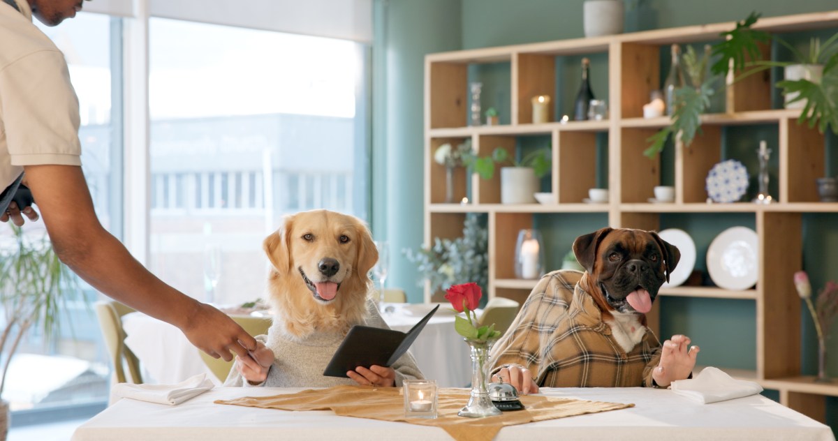 Os veterinários revelam as 5 raças de cães que mais se parecem com os humanos.