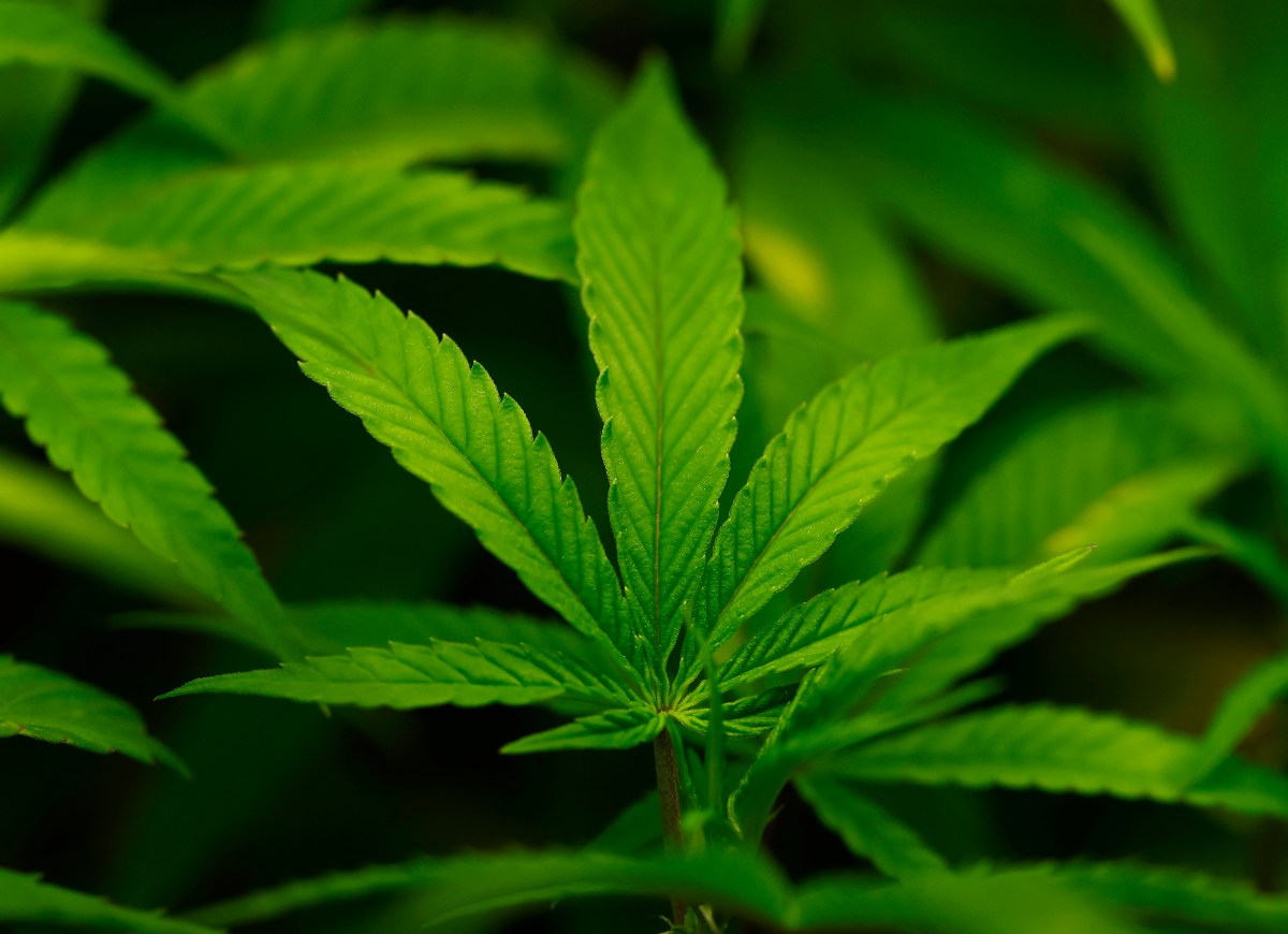 Trump pronto para reclassificar a maconha como Anexo III na quinta-feira: relatório