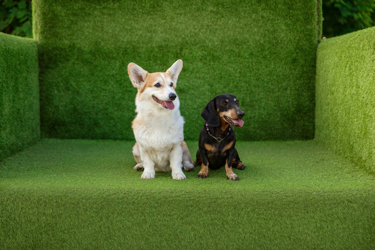 Corgi y Dachshund tienen cachorros, los propietarios comparten hermosos resultados
