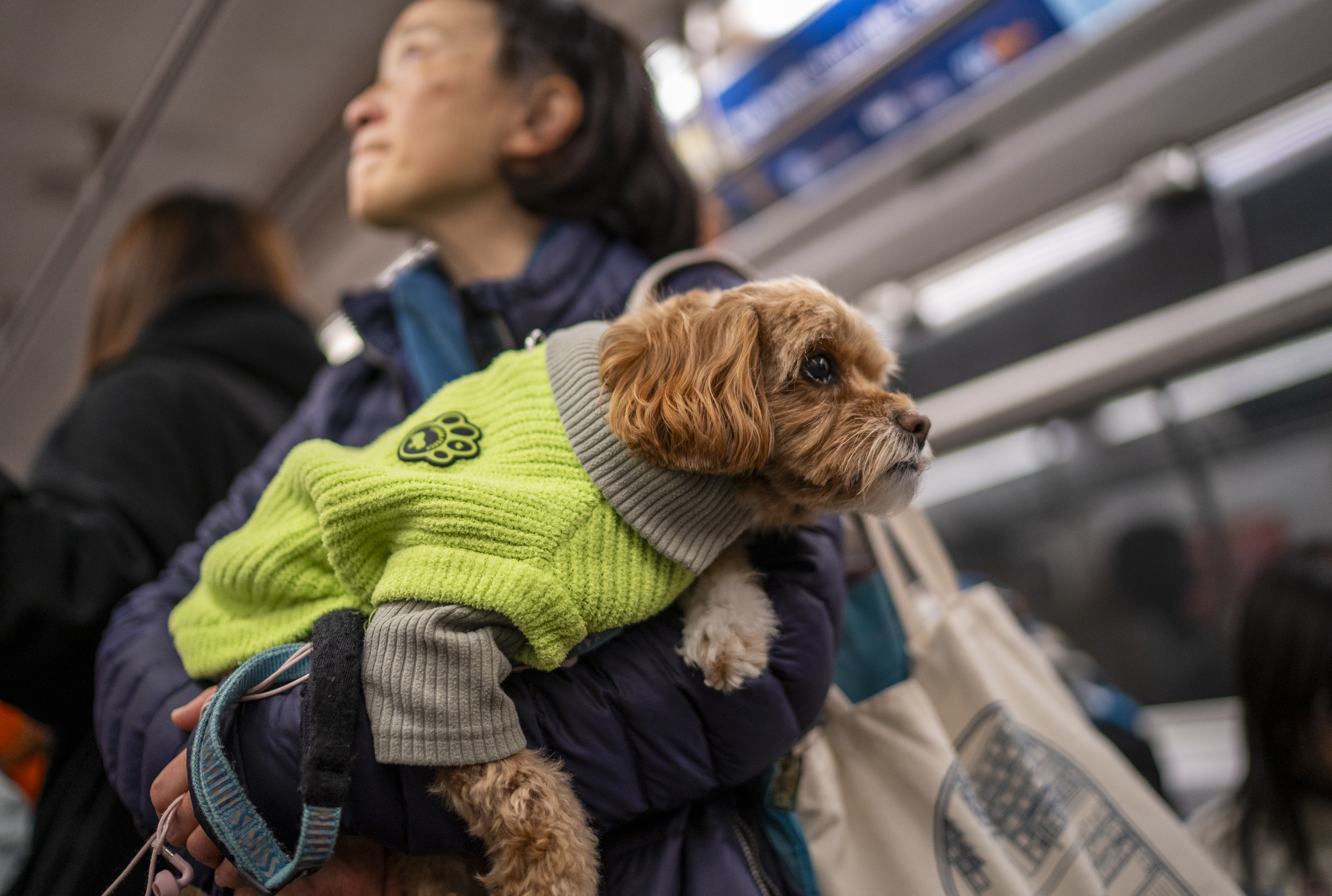 Map Shows 10 Best U.S. Cities for Dog Owners