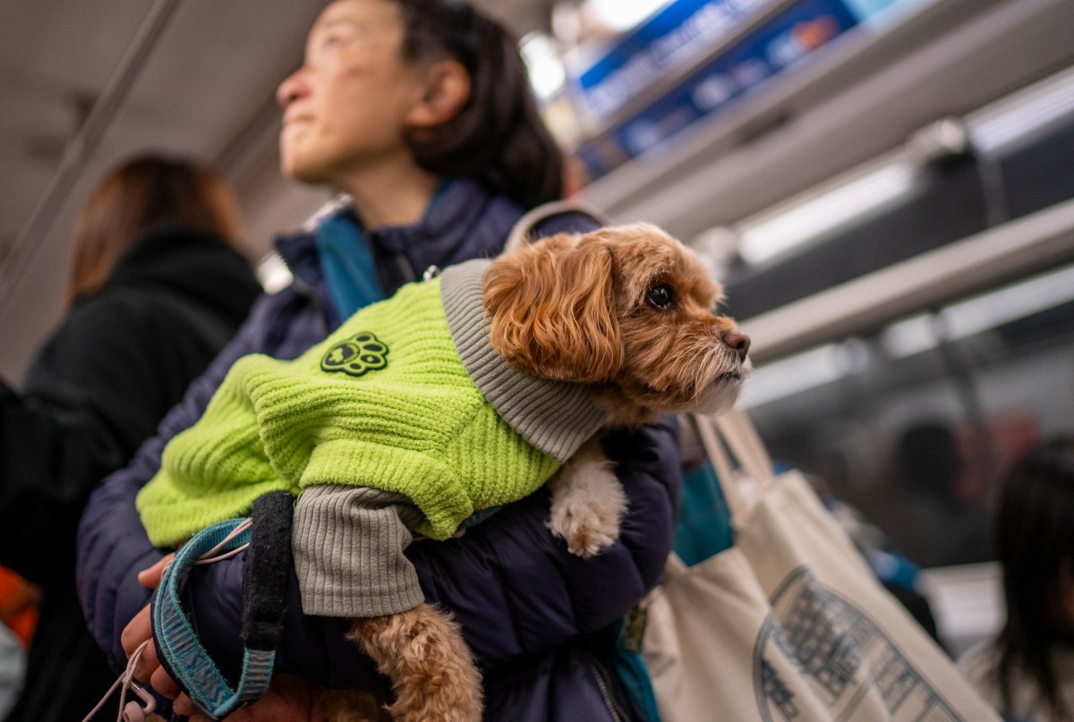 Map Shows 10 Best U.S. Cities for Dog Owners
