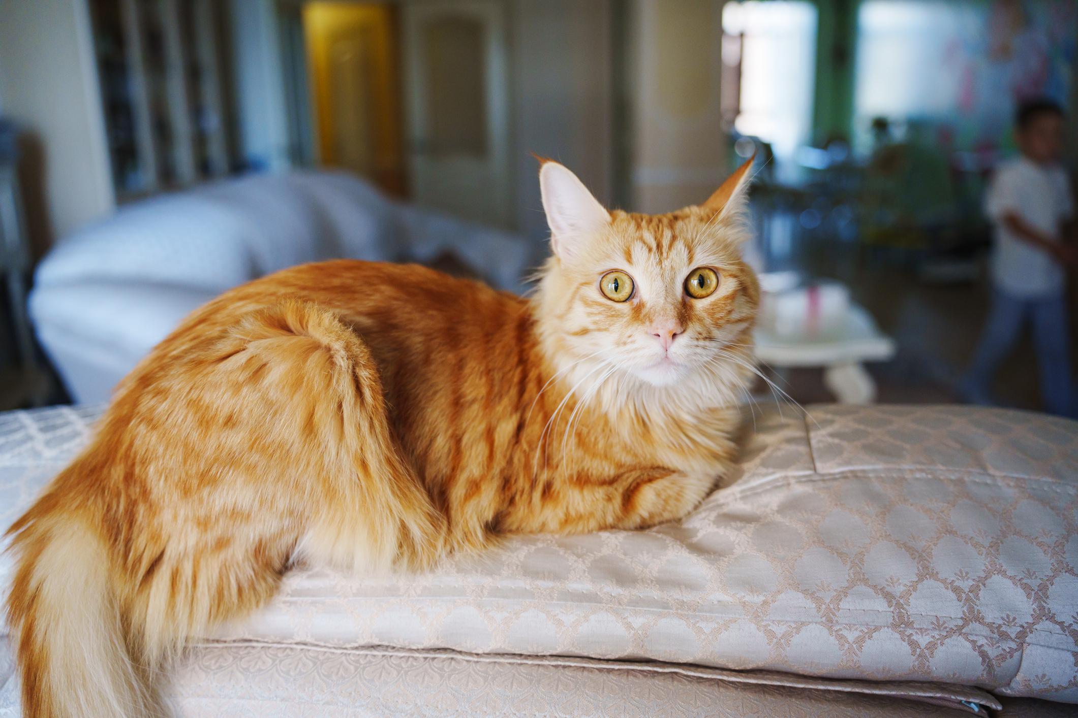 Pet Owner Takes Cat ‘Rosie’ to the Vet, Unprepared for What They Learn