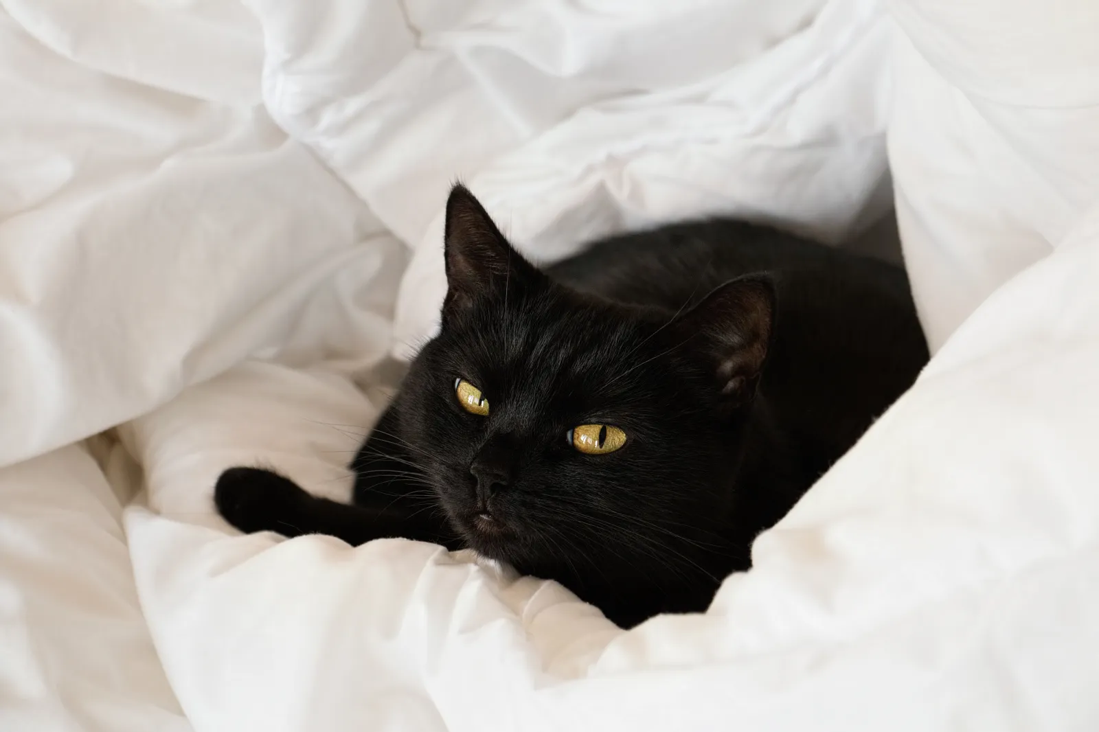 Cat Owners Bring Home Kitten They Rescued, Nobody Prepared for His Reaction