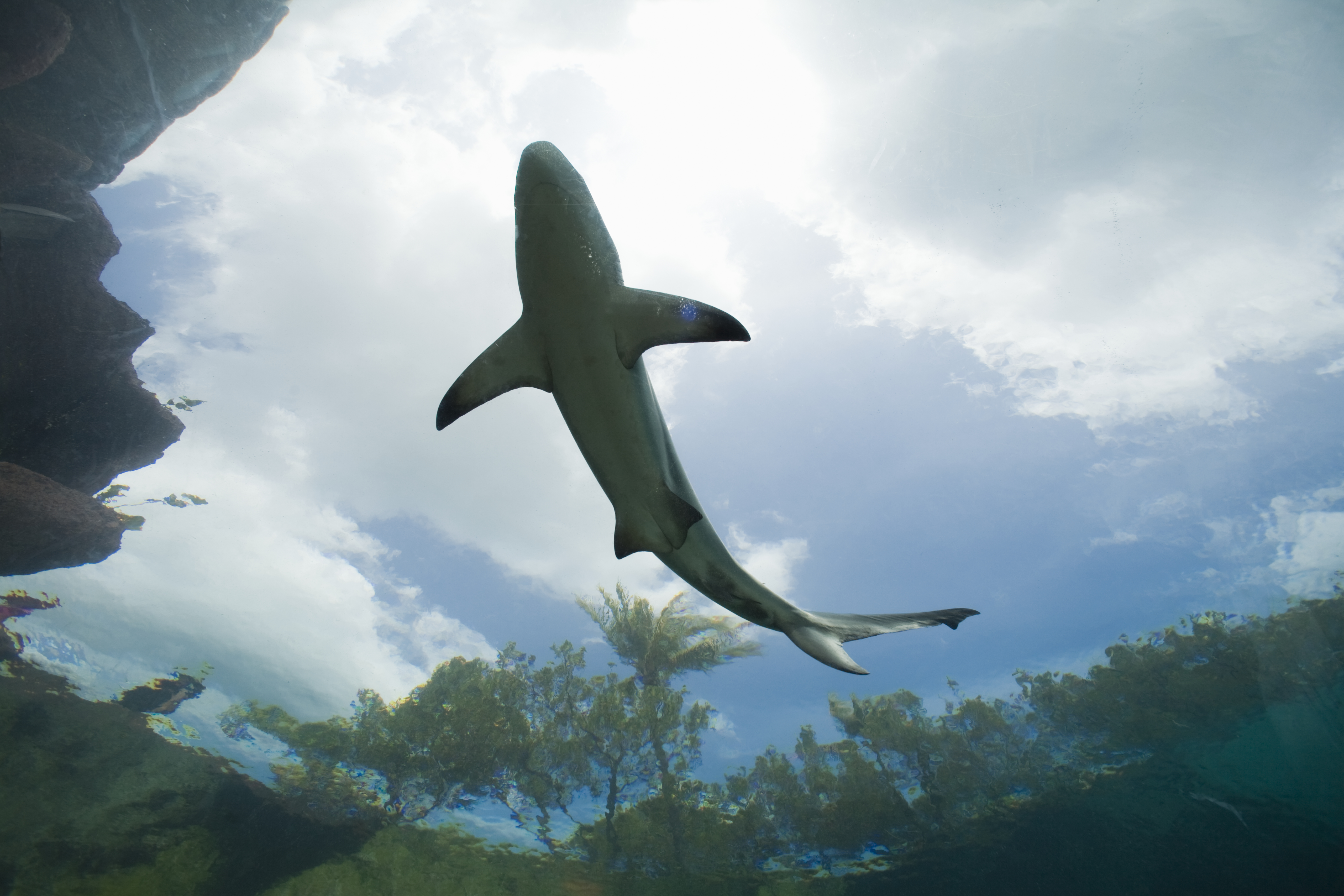 California Surfer Attacked In 'Rare' Shark Encounter