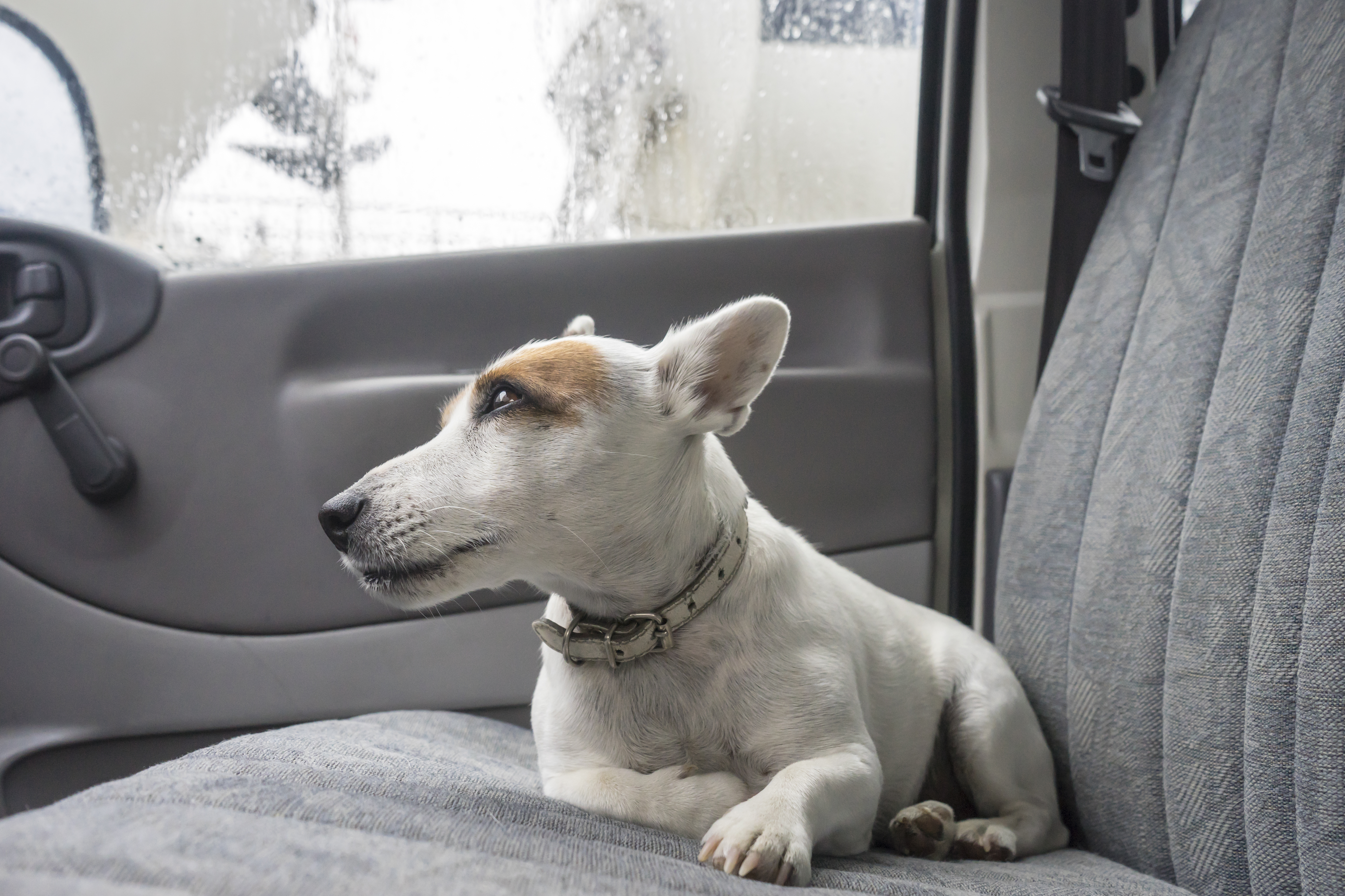 Vet Takes Dog’s Cast Off, Owner Not Prepared for What Follows