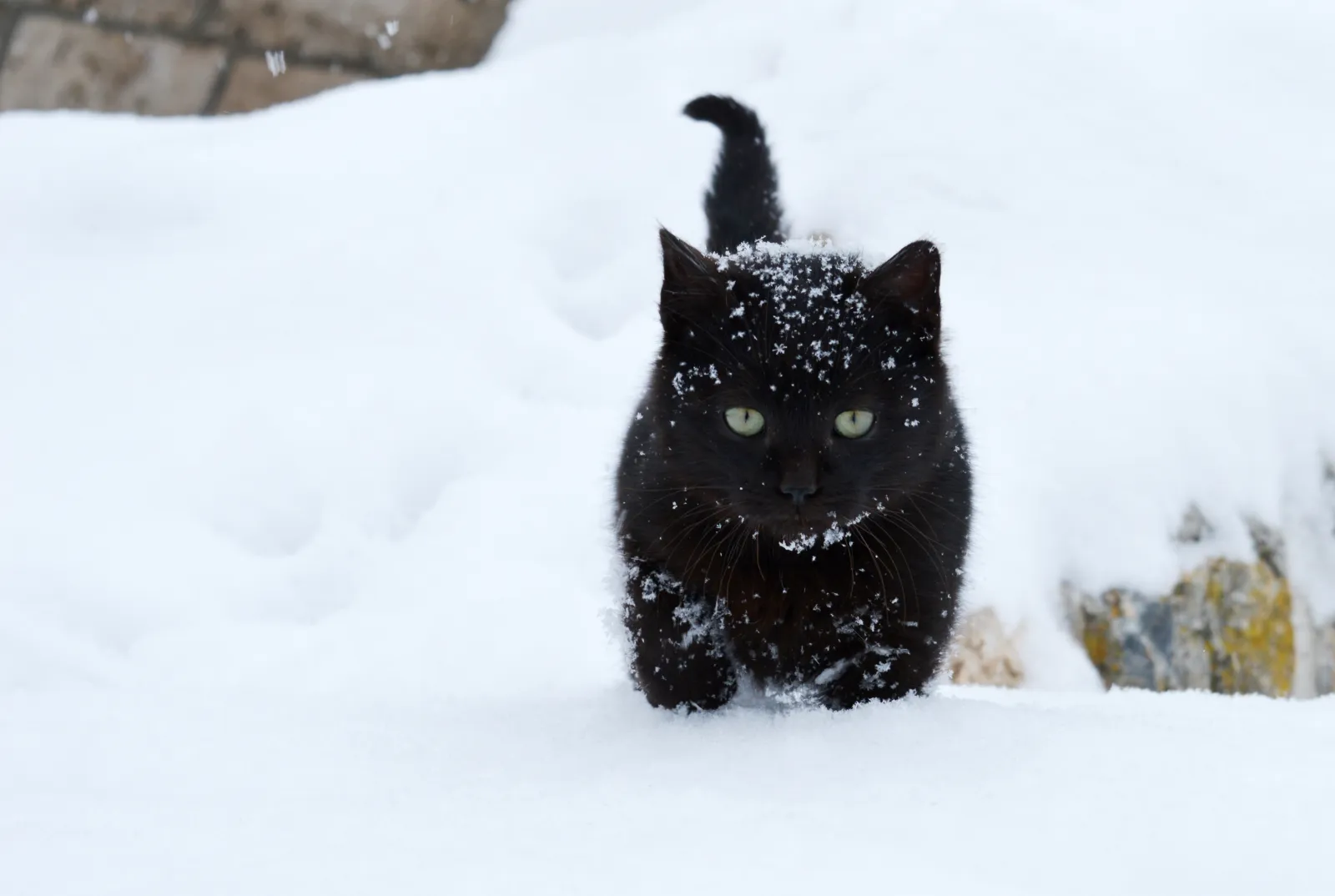Stray Cat Living Outside Gets Christmas Gift—Reaction Melts Hearts  