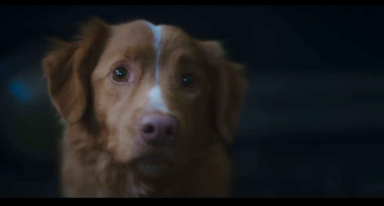 Thousands Sign Petition Calling for Dog To Receive Honorary Oscar