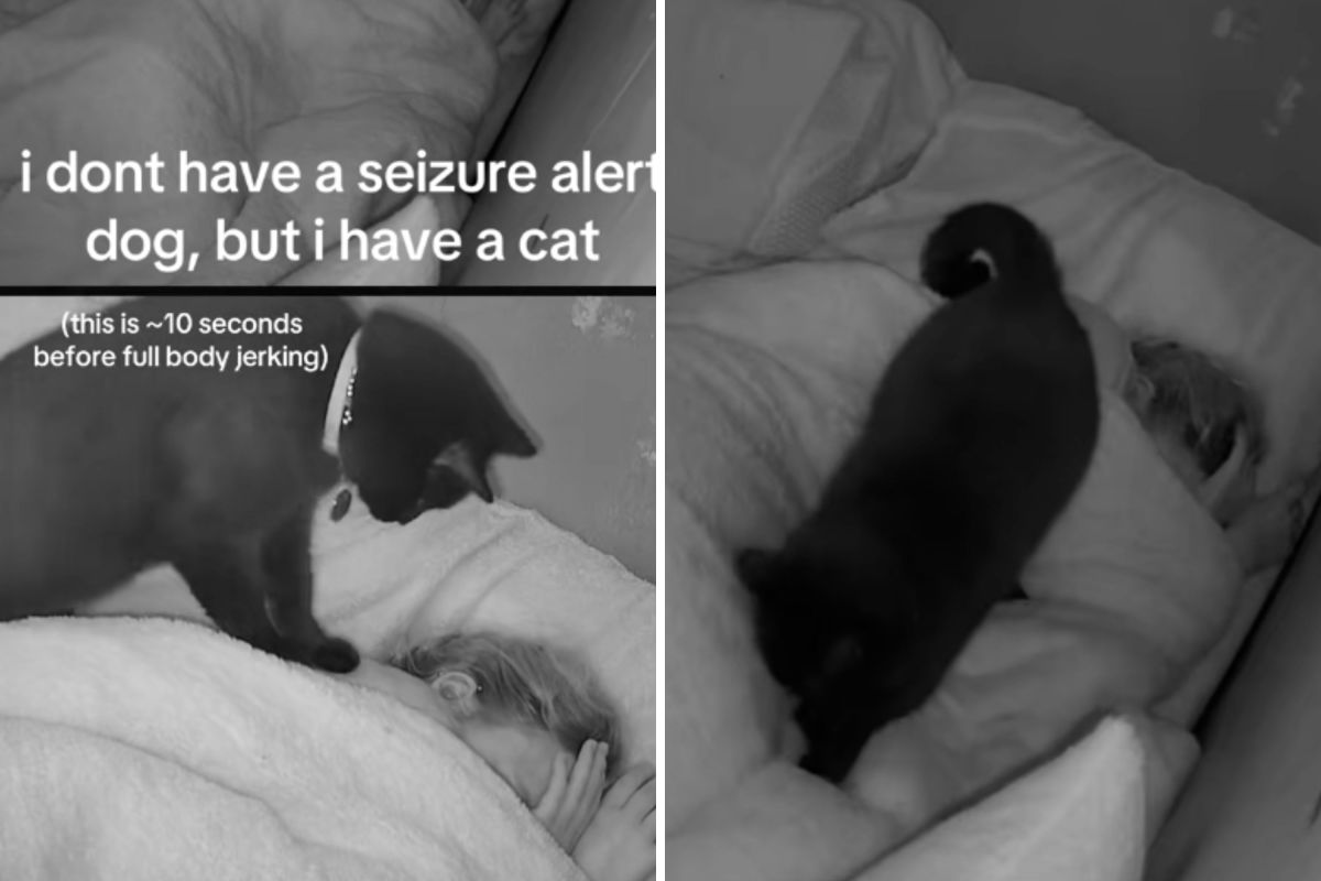 O proprietário sofreu uma convulsão enquanto dormia. A câmera capturou o que o gato fez a seguir. O proprietário sofreu uma convulsão enquanto dormia. A câmera capturou o que o gato fez a seguir.