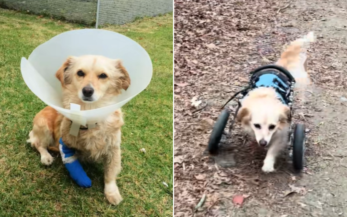 Abandoned Dog Gets Cast Put On Broken Leg–Four Weeks Later It’s Amputated