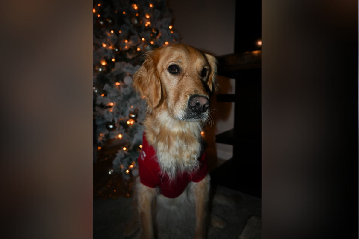 Pet Cam pega a árvore de Natal no chão. A reação do retriever se tornou viral. Pet Cam pega a árvore de Natal no chão. A reação do retriever se tornou viral.