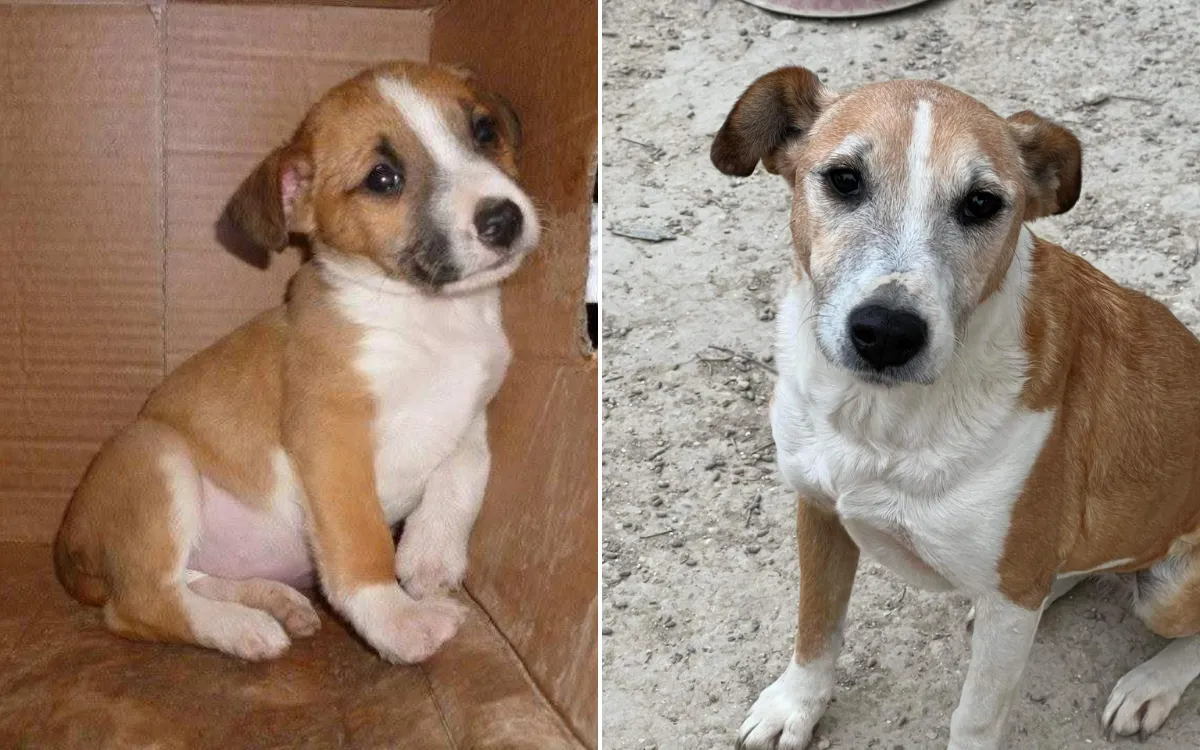 Dog Abandoned As Puppy Spent 13 Years In Shelter—Then Everything Changed Dog Abandoned As Puppy Spent 13 Years In Shelter—Then Everything Changed