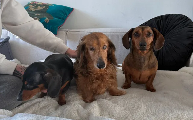 River and his canine siblings.
